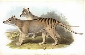 225 - Thylacines and Pademelons