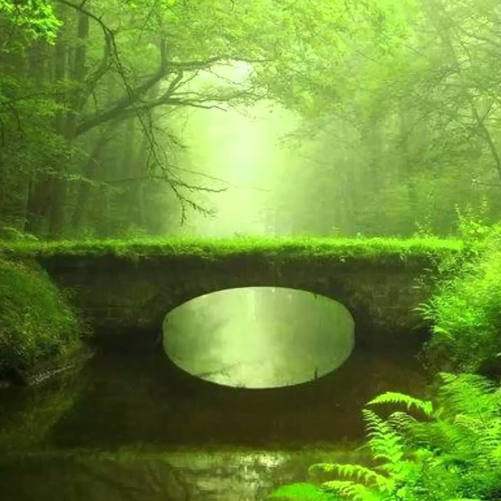 Promenade en Forêt: le Monde des Arbres | Histoire pour s'endormir