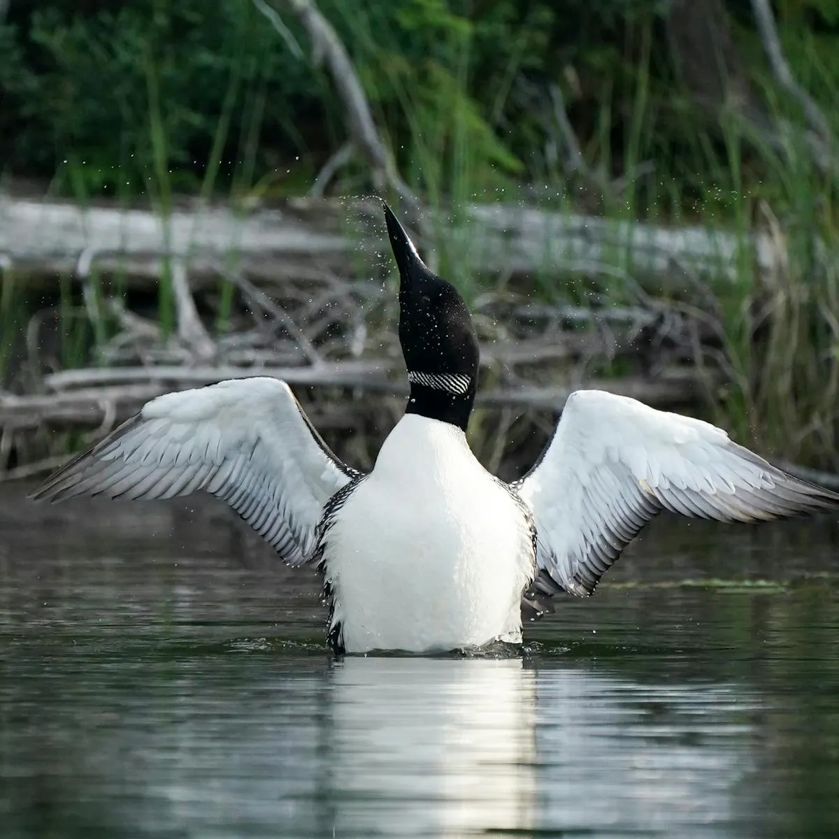 Why do loons sometimes charge swimmers? episode artwork