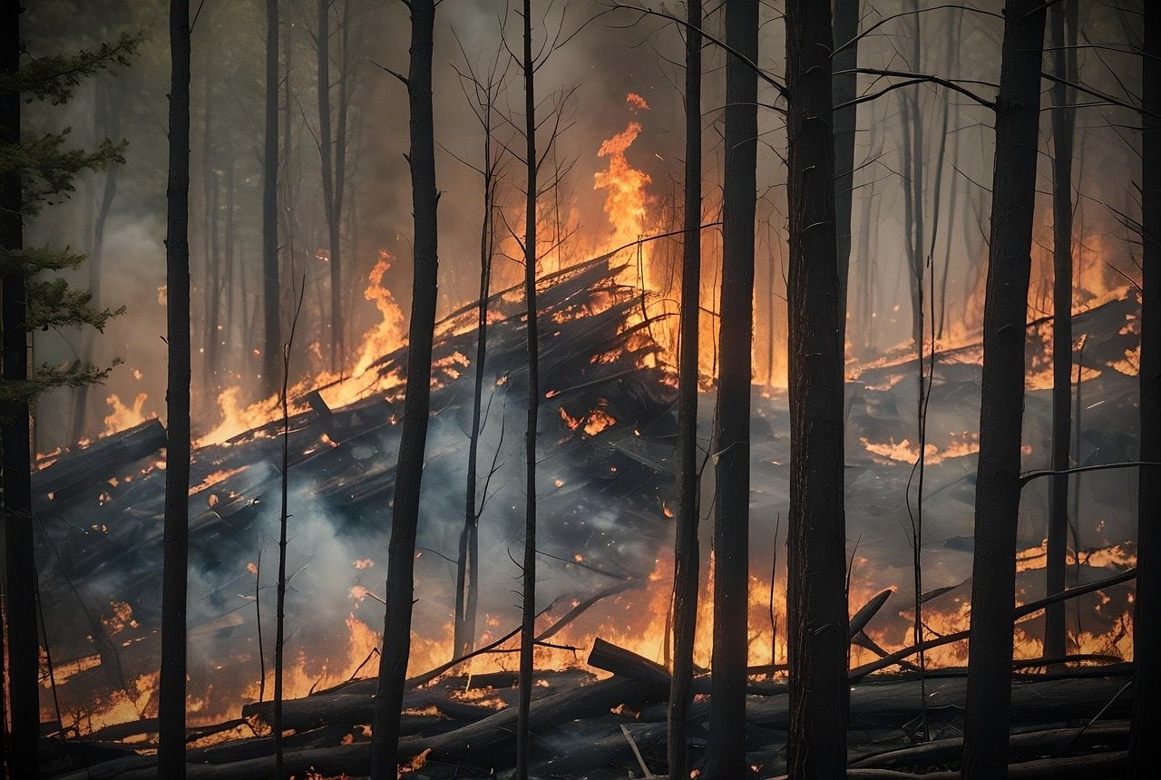 Incendios forestales: el humo que perjudica la salud incluso antes de nacer