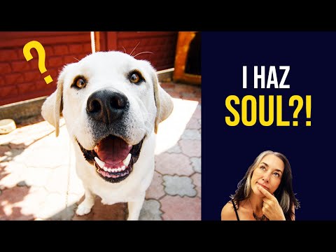 Do Animals Have Souls? Discover the DEEP Connection Between Animals and Humans episode artwork