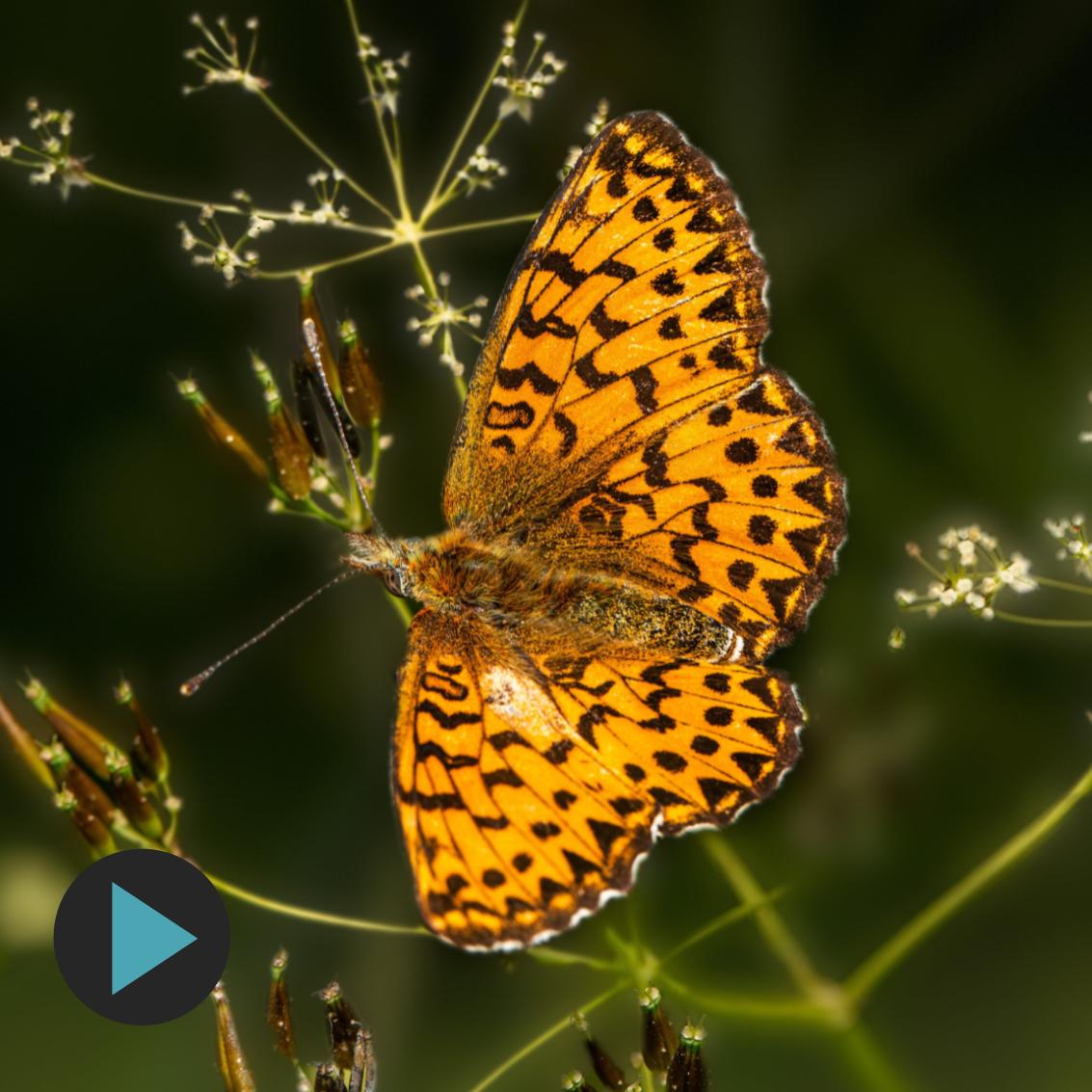 Oren Harman - The Human History of Metamorphosis