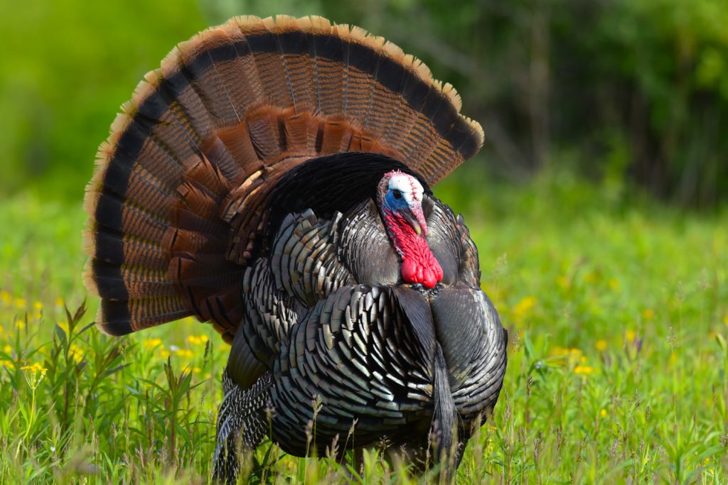We Do This Too - Gobble Talk with Kenton Bottoms and Dalton Parr