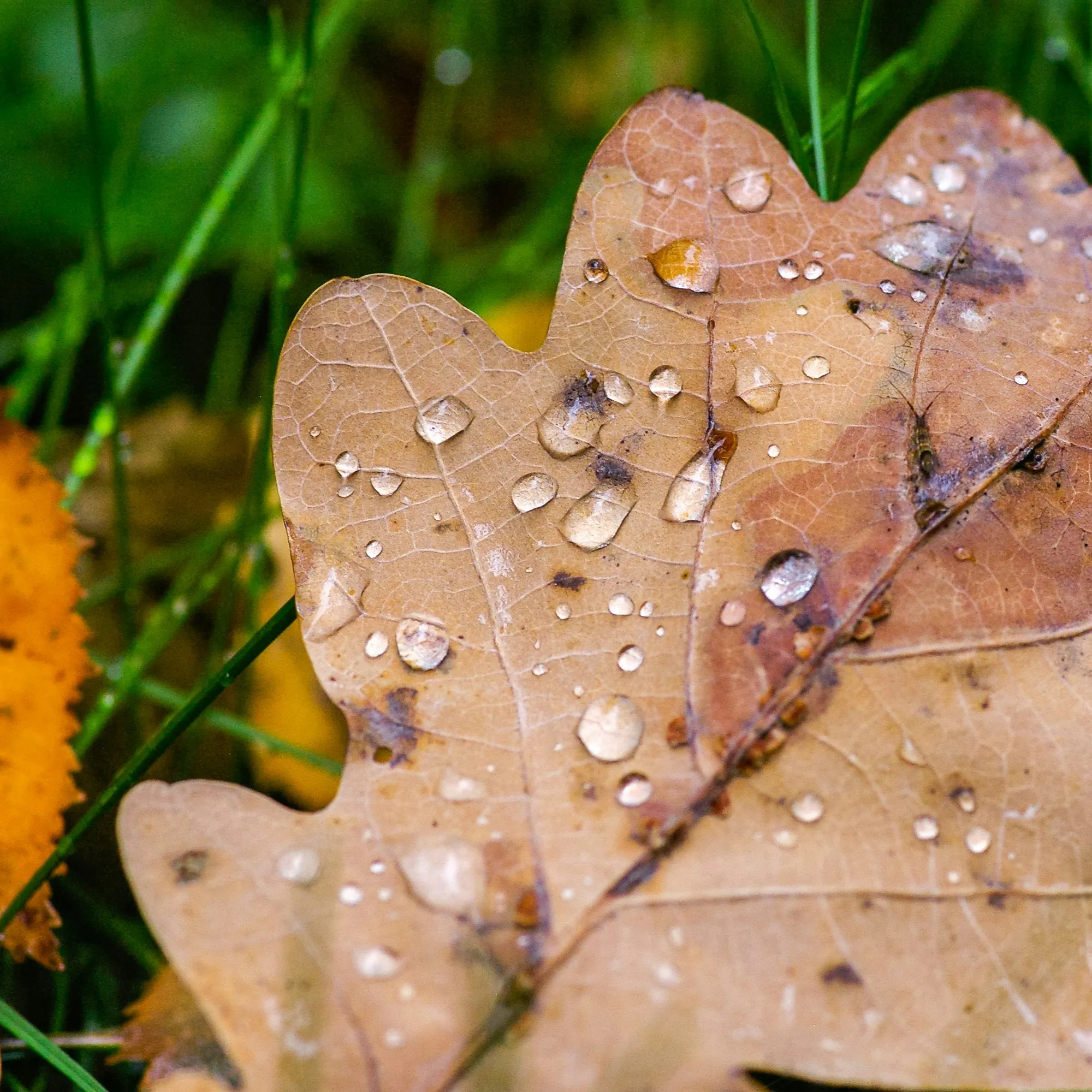 Soft Rain & Brown Noise 8 Hours | Rain & Noise For Sleep, Relaxation & Studying episode artwork