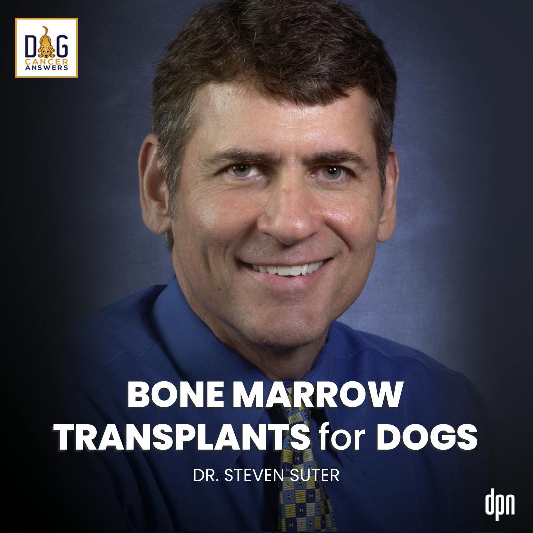 Bone Marrow Transplants for Dogs | Dr. Steven Suter