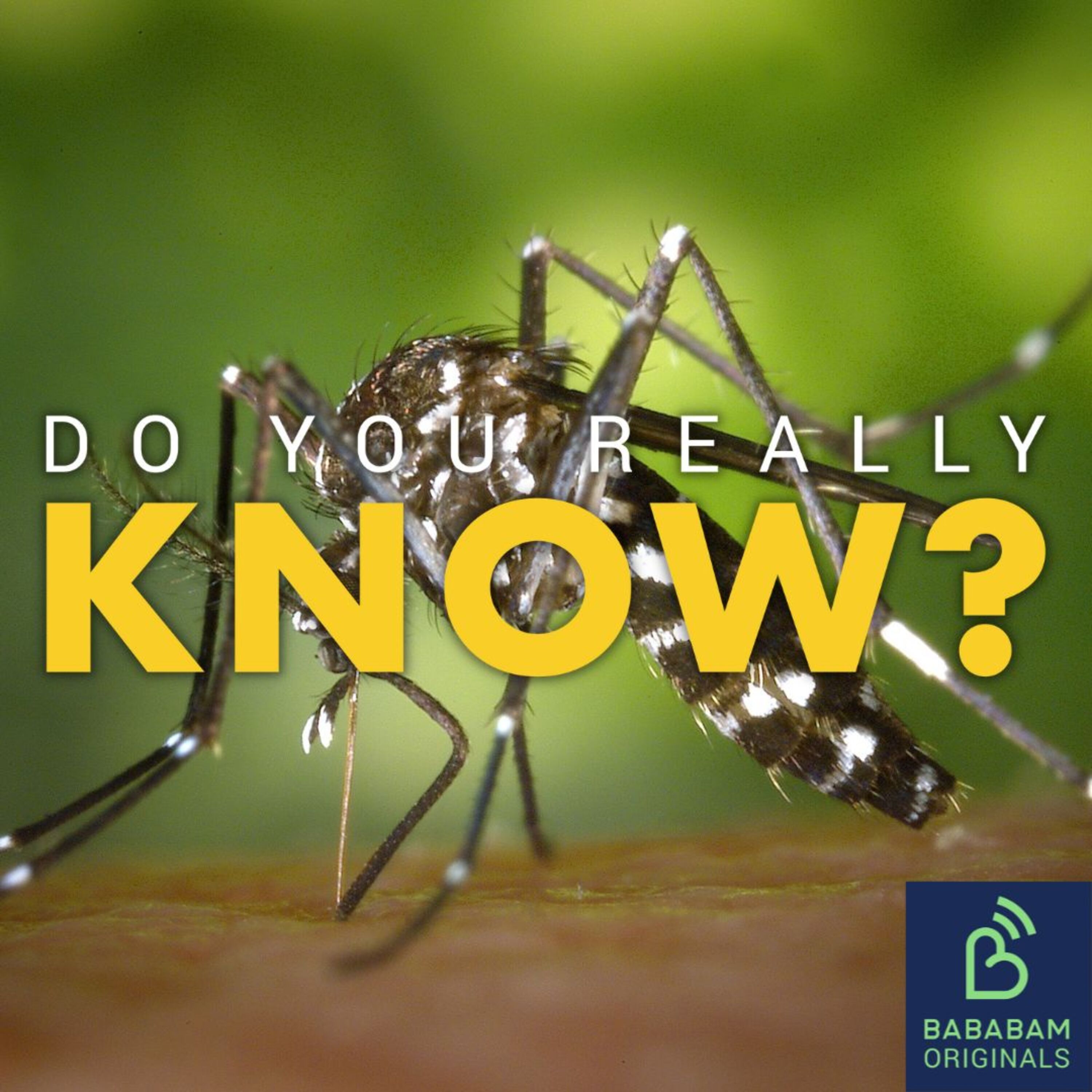 Are mosquitoes good for anything?