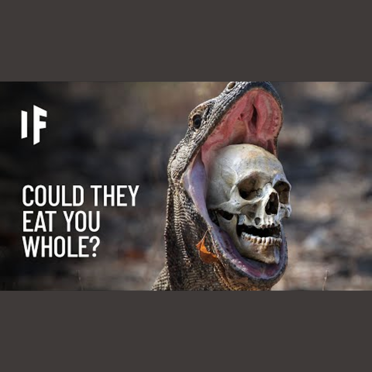 What If You Were Attacked by a Komodo Dragon episode artwork