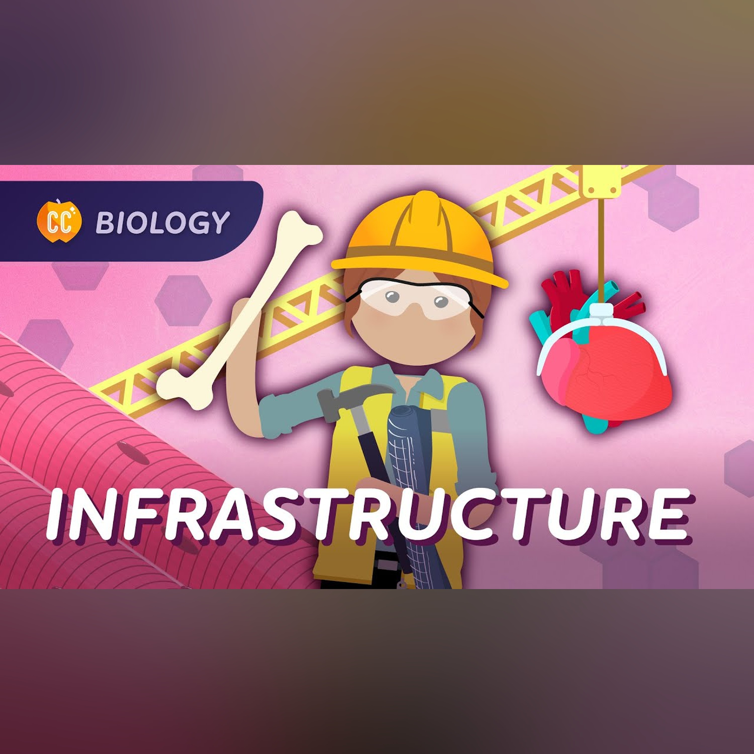 Animal Infrastructure: Why You’re More Than Goo: Crash Course Biology #44