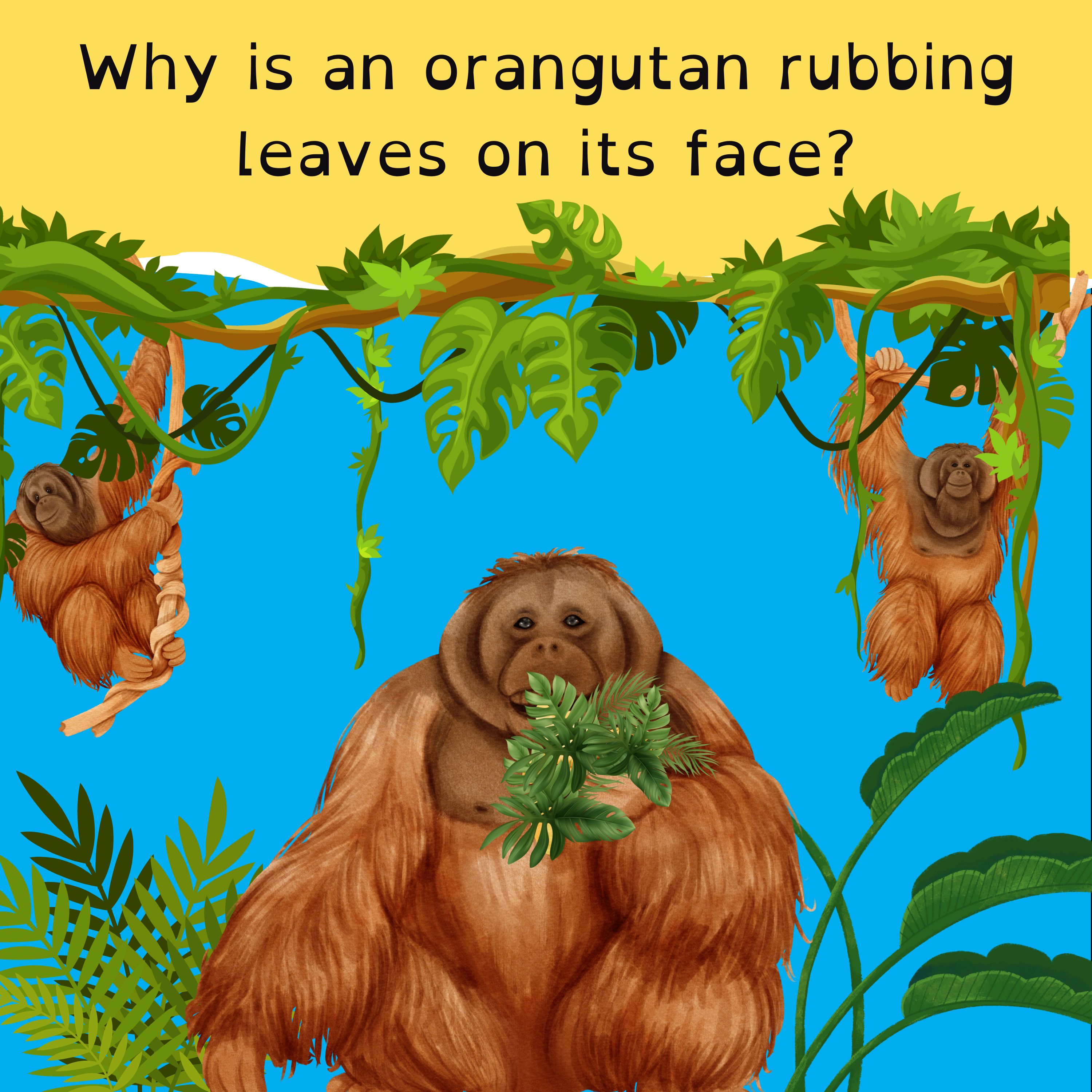 New hope for kids with peanut allergies; Cleaning up poop in Paris; Orangutans playing doctor; and it’s meteor shower time!