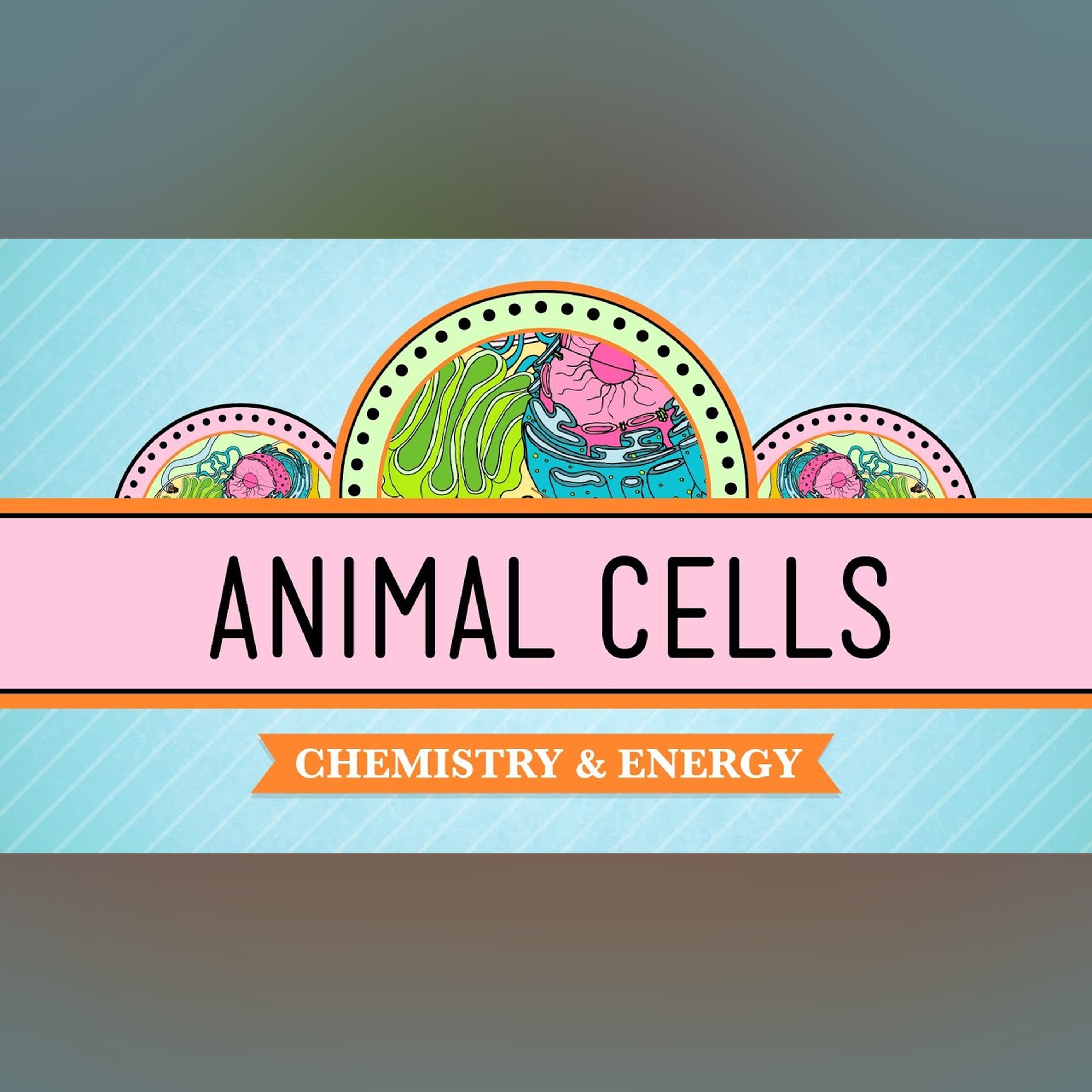 Eukaryopolis - The City of Animal Cells: Crash Course Biology #4