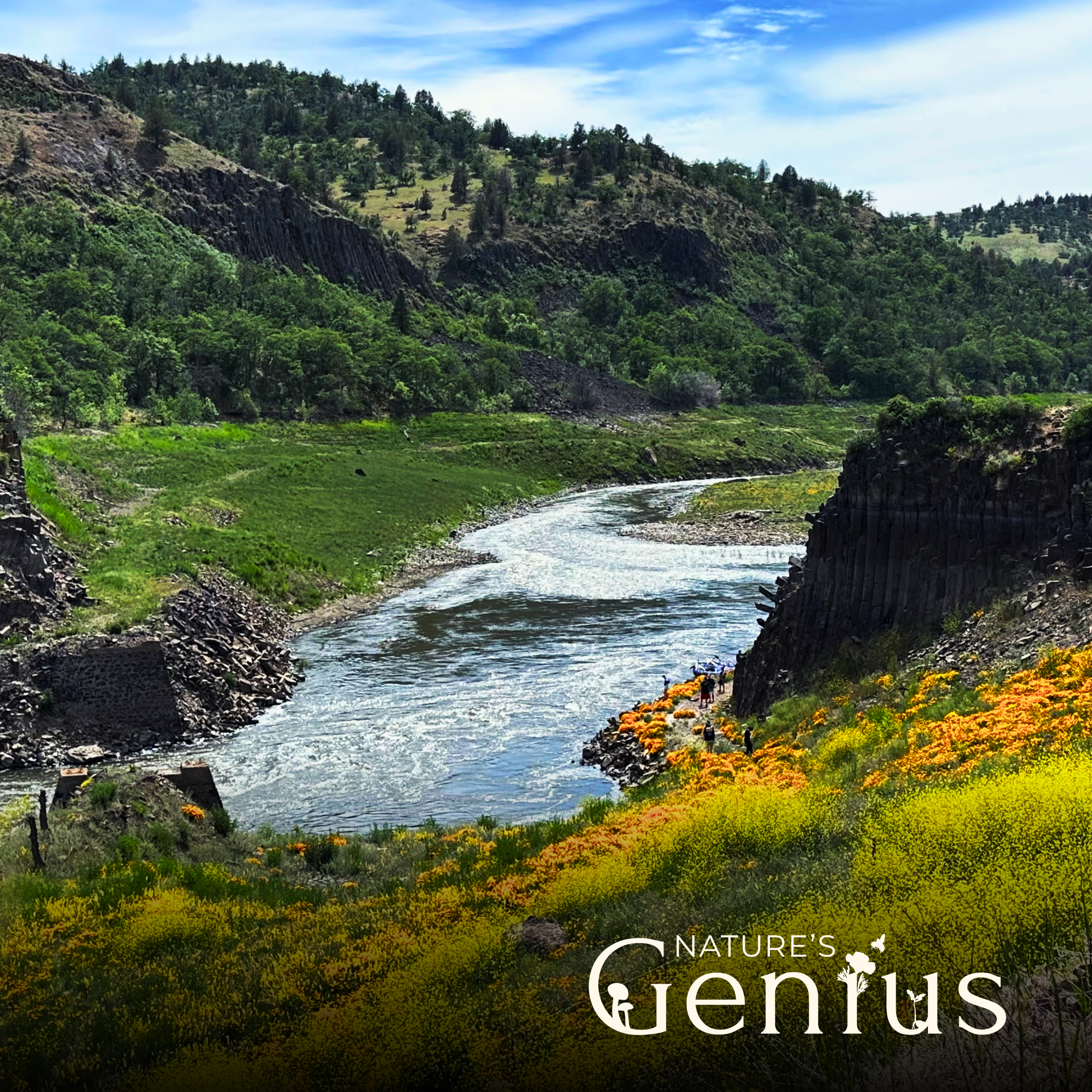 Reconnecting the River