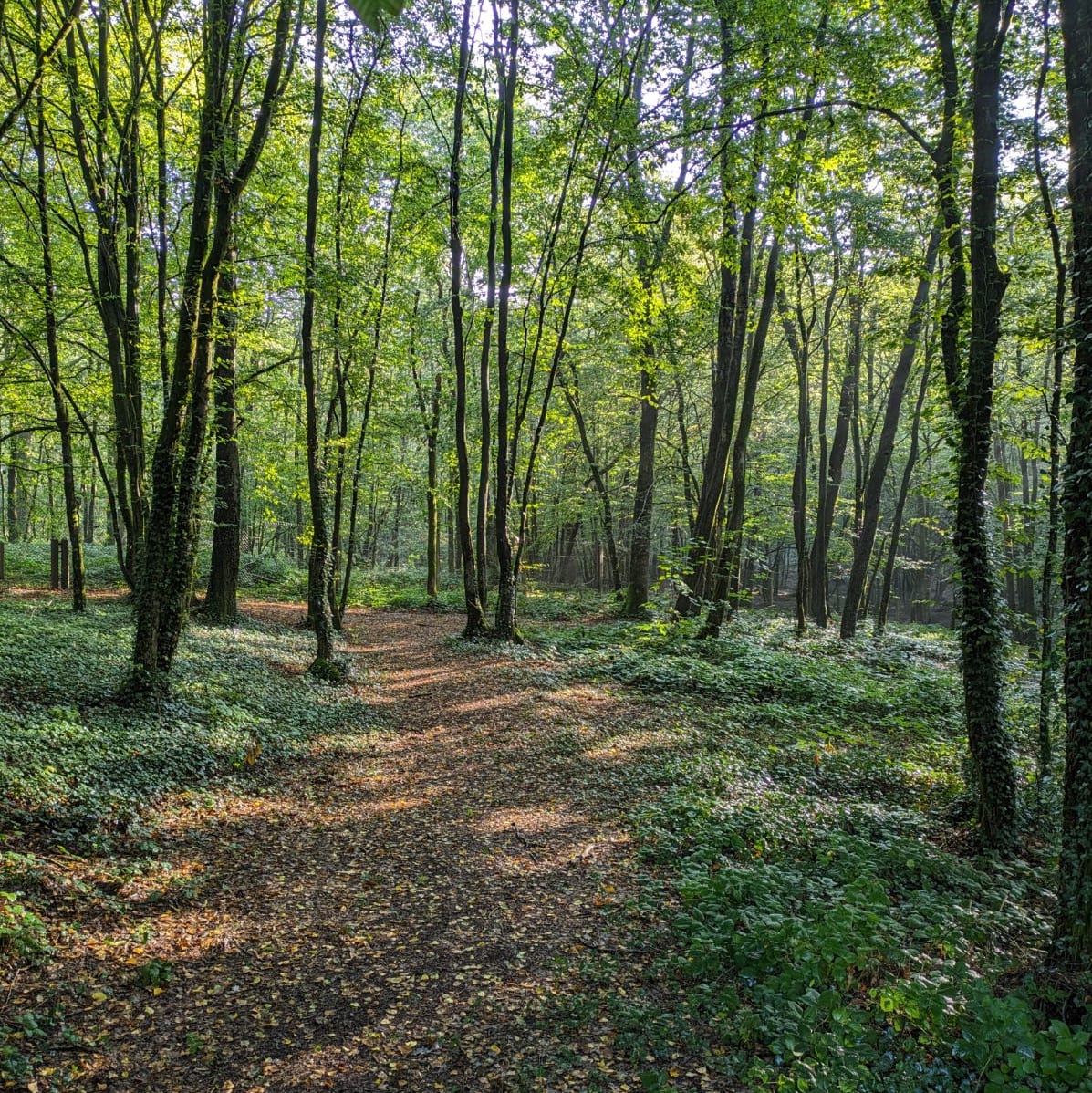 211: War, peace and woodpeckers in France's Ardennes forests