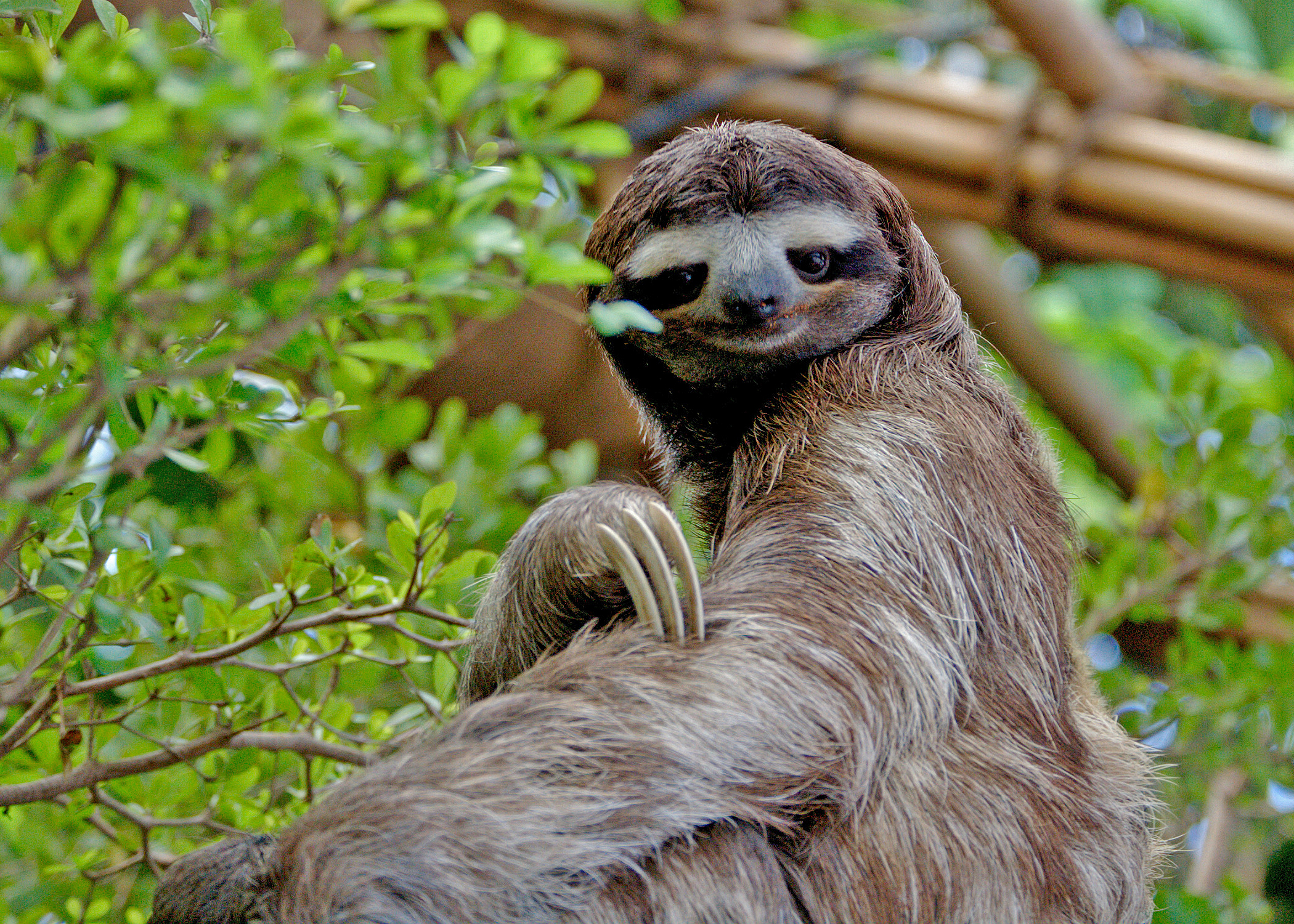 Sloths Are One of Nature’s Greatest Survivors