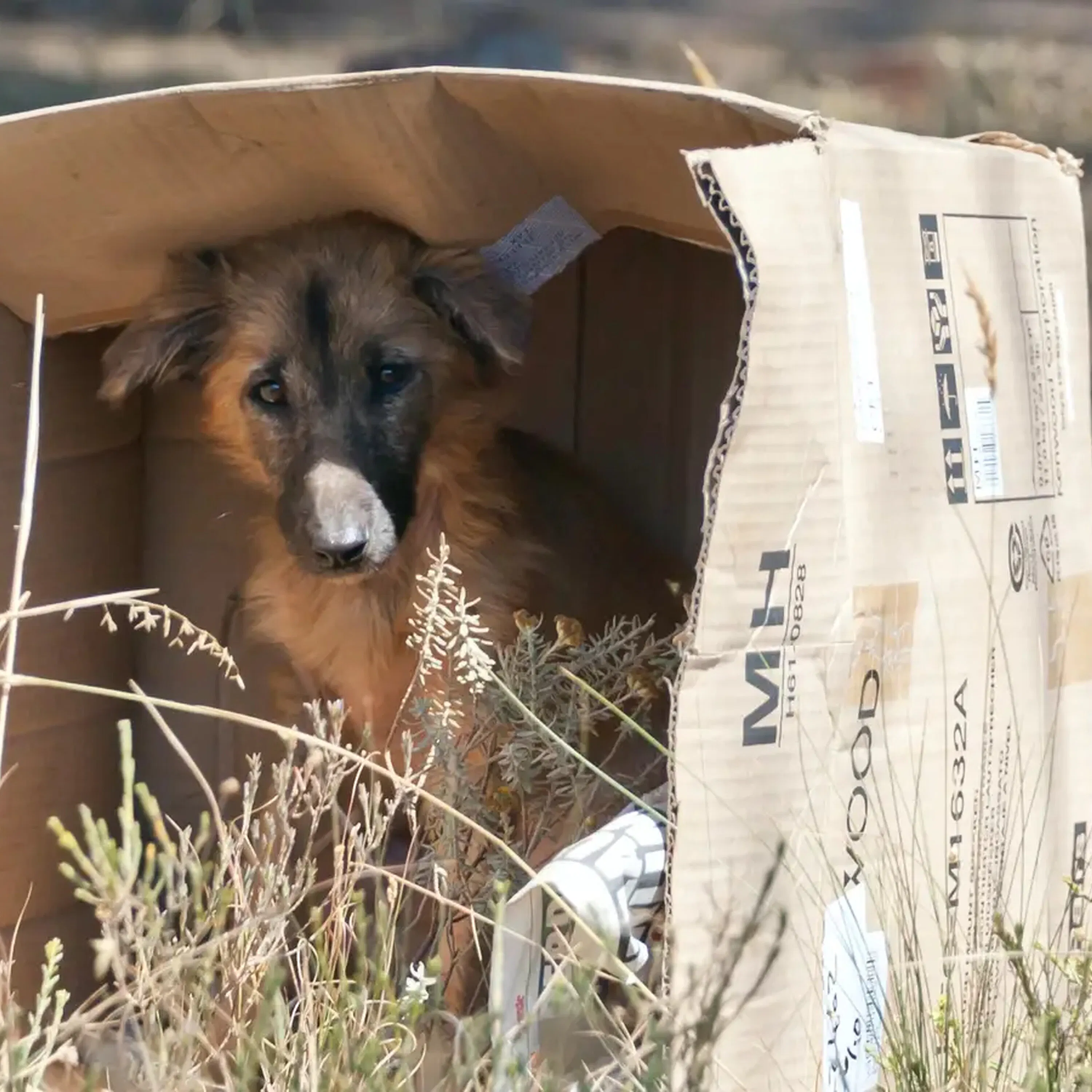 Repunte de abandono animal en verano, ¿cómo combatirlo?