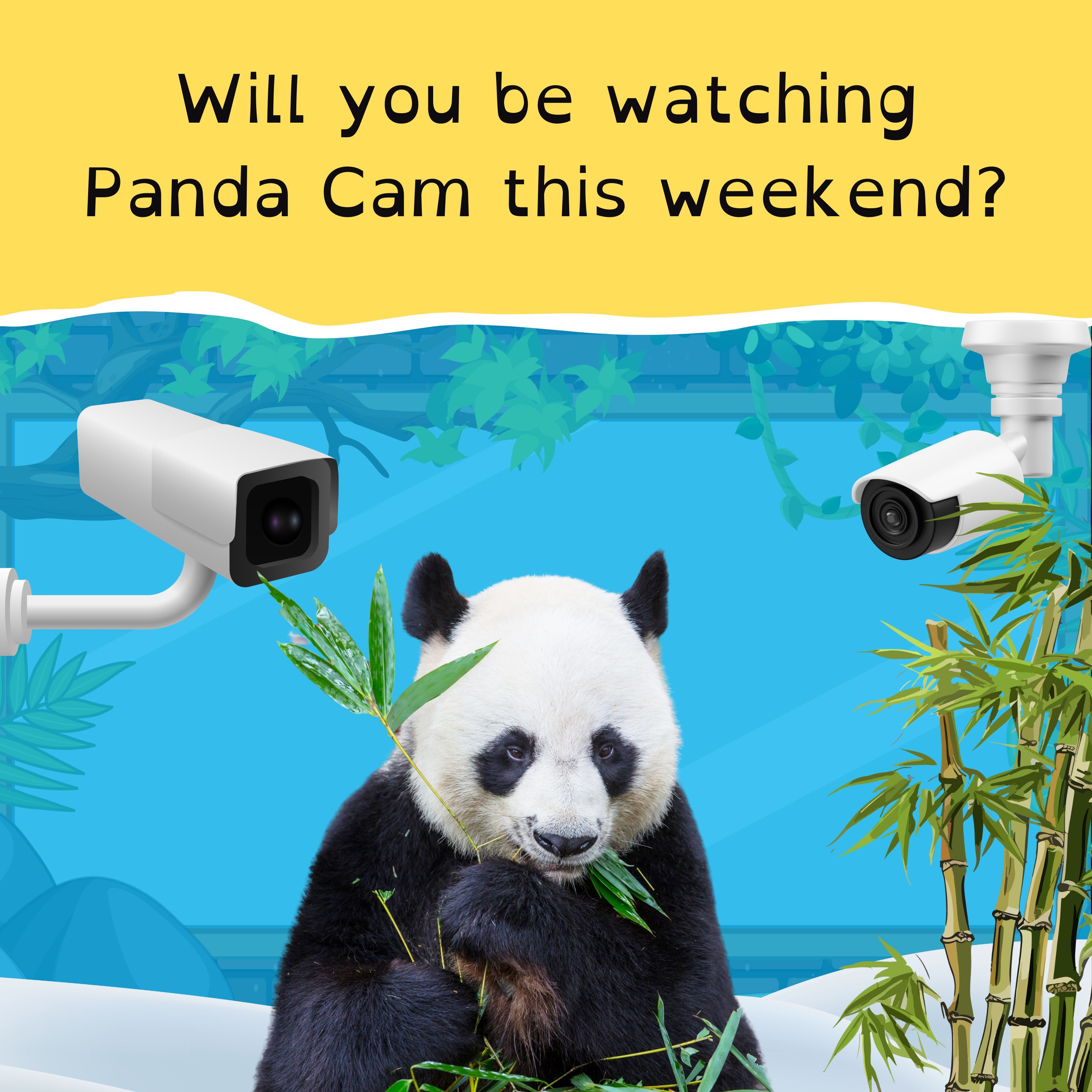 Scientists make a sun; Panda Cam is back; an Ashes showdown at the ‘G’; and a house in a highway.