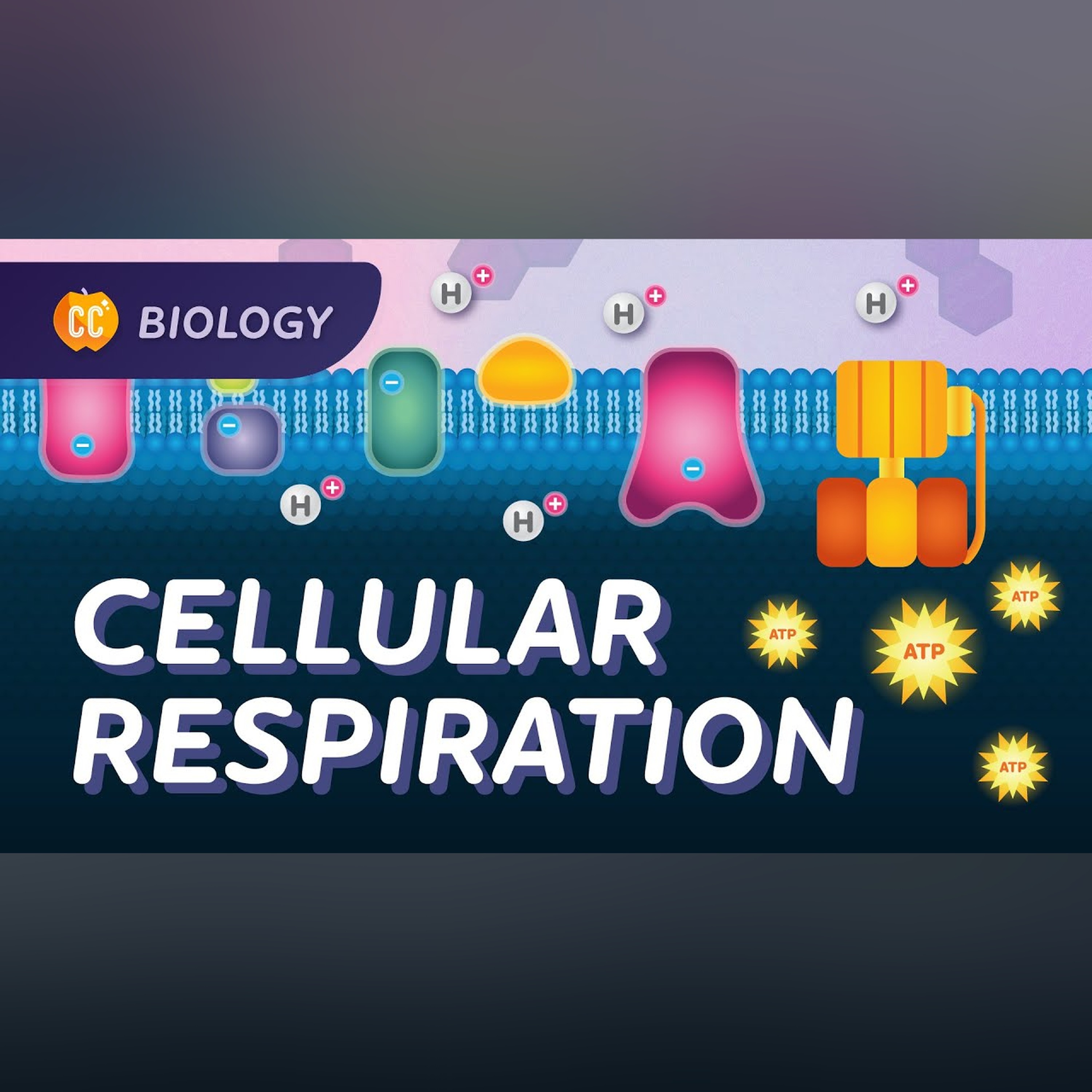 Cellular Respiration: Do Cells Breathe?: Crash Course Biology #27