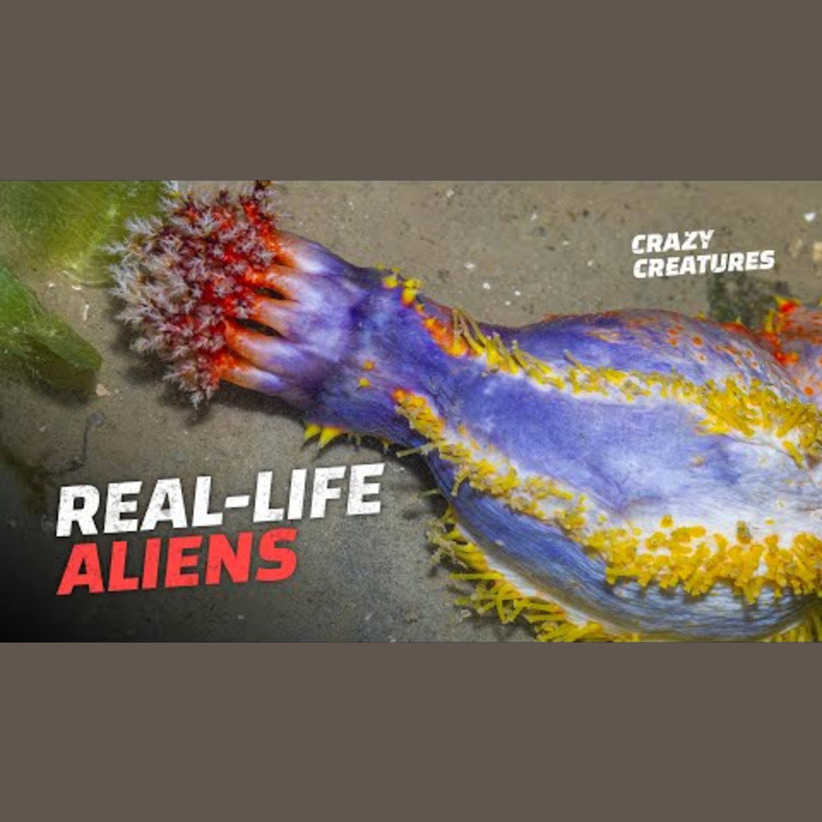 Exploring the World's Creepiest Creatures episode artwork