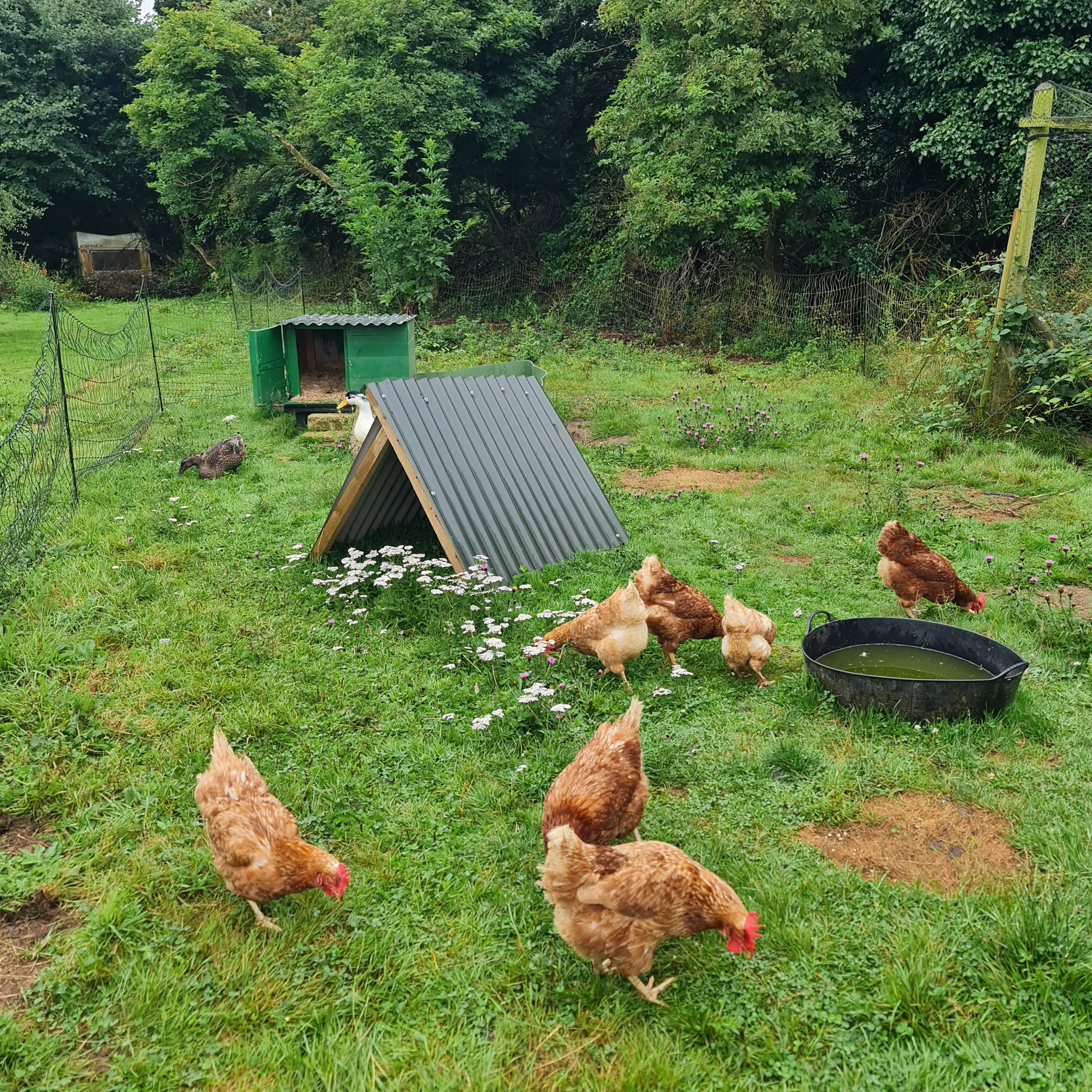 Sound Escape 234. Relax to the joyful gossip of ducks and hens