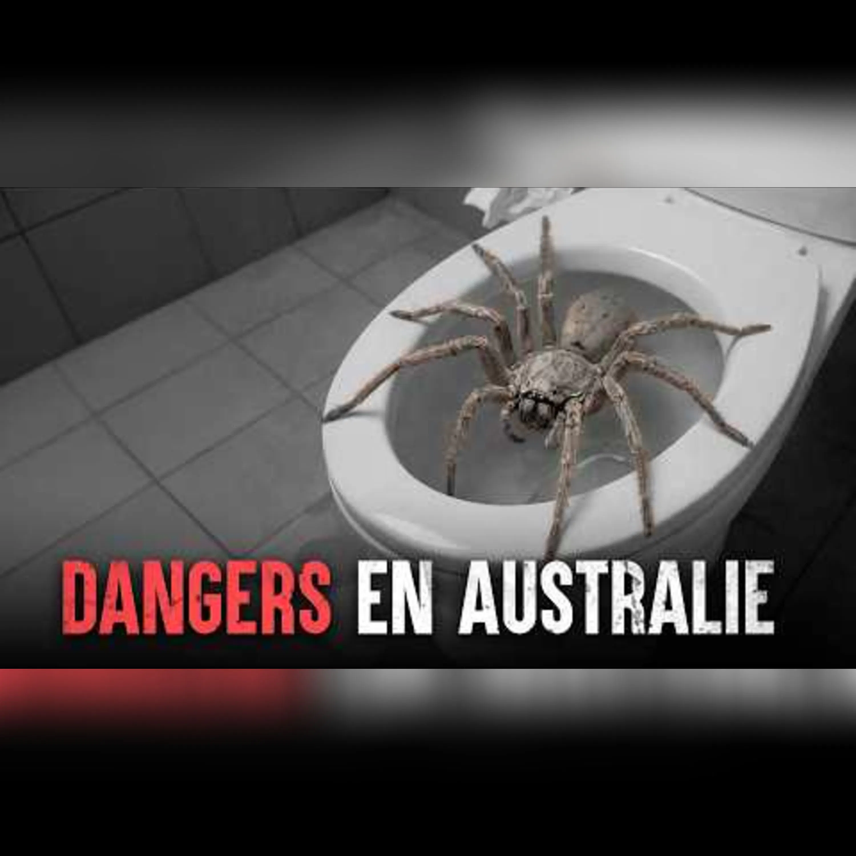 Attaques d'animaux en Australie : les histoires qui ont choqué le monde Attaques d'animaux en Australie : les histoires qui ont choqué le monde