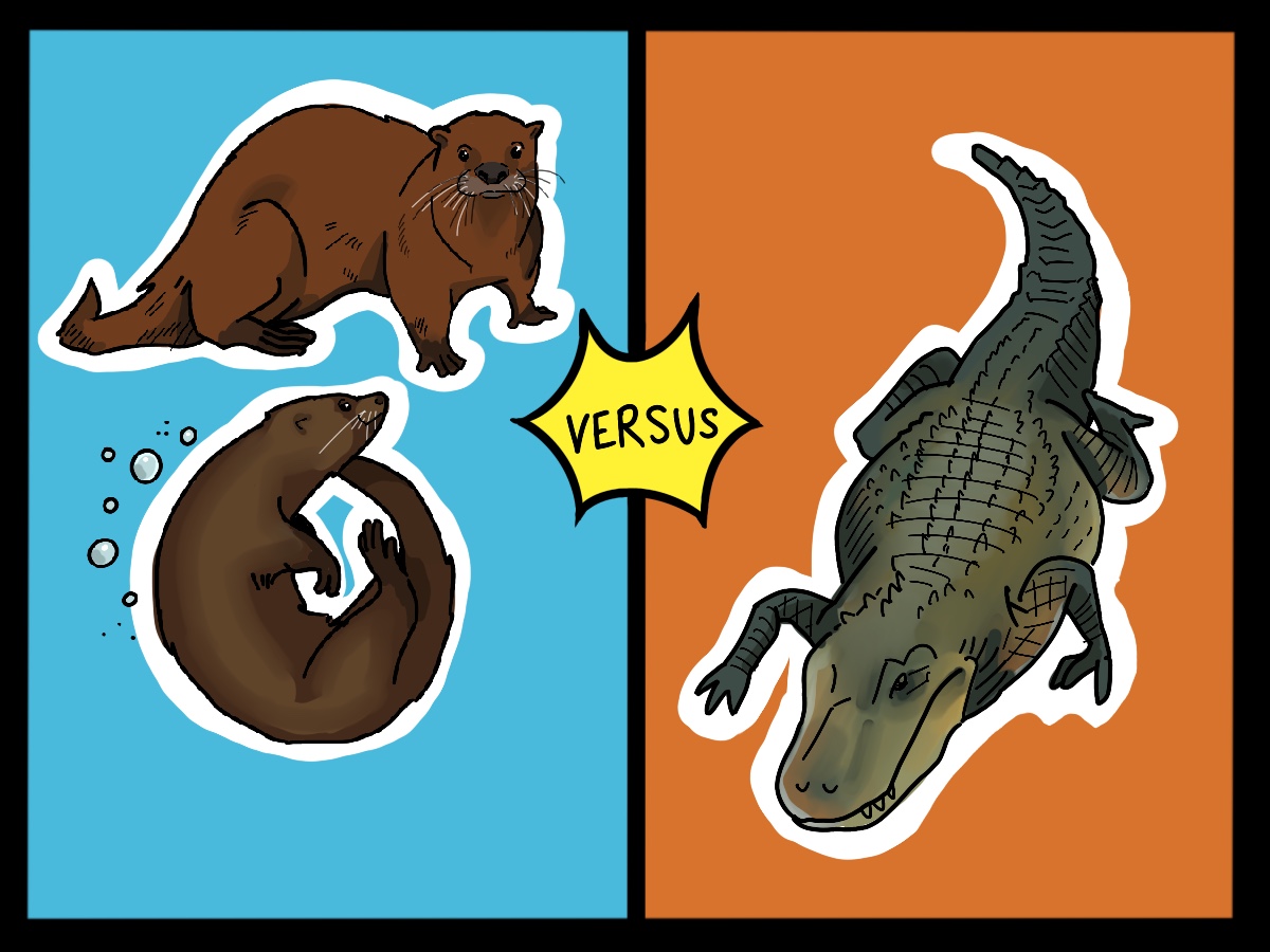 Alligators vs Otters