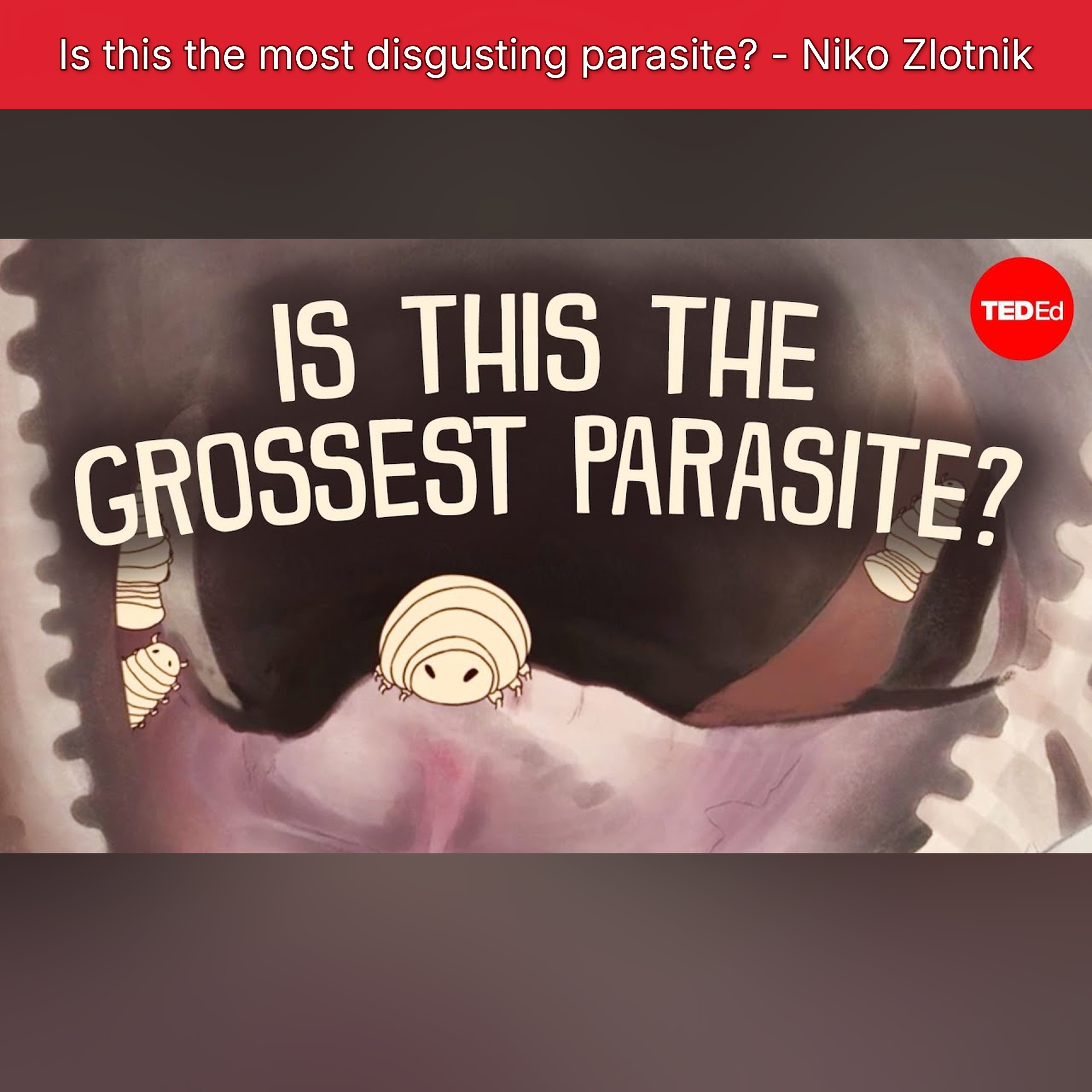 Is this the most disgusting parasite? - Niko Zlotnik episode artwork