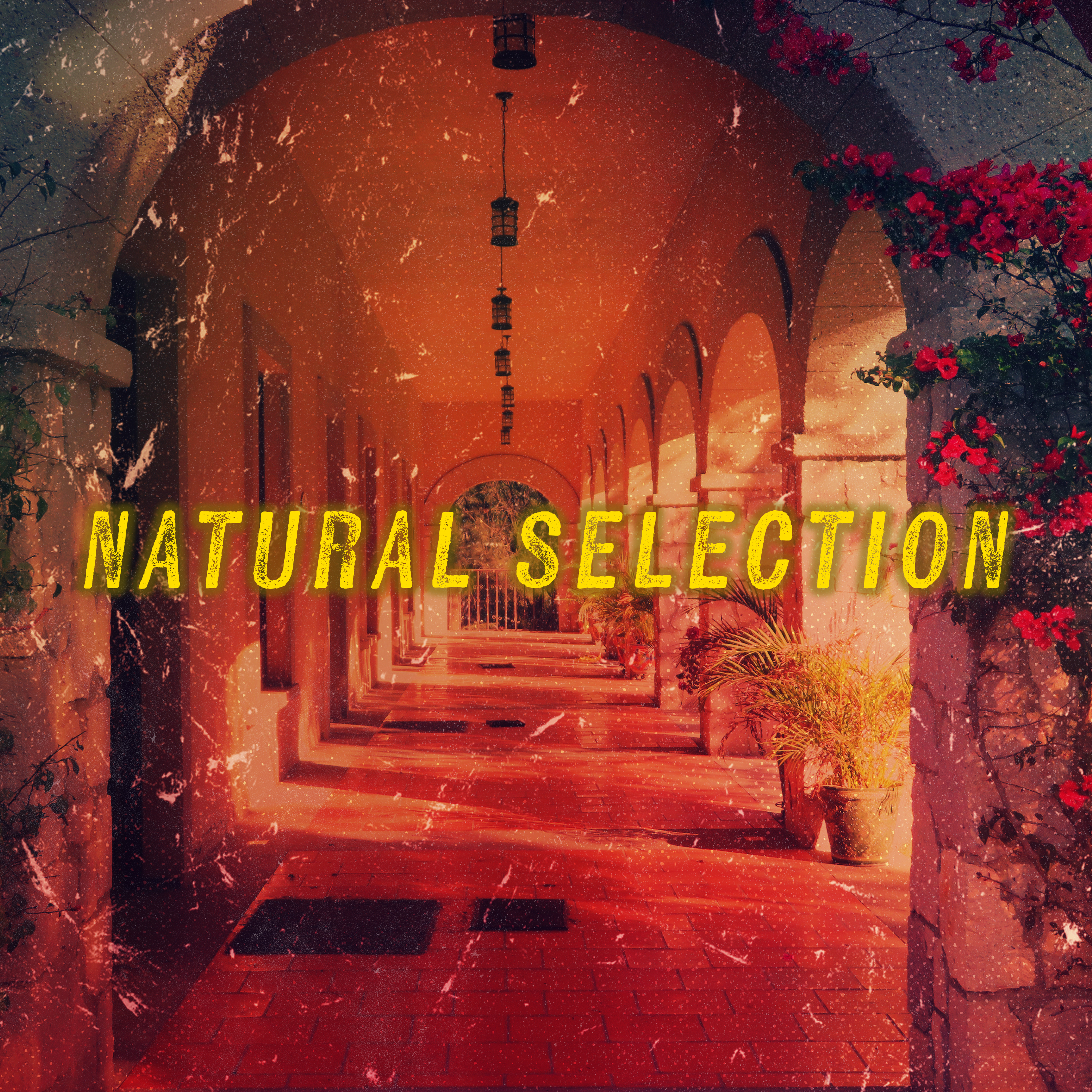 Natural Selection: Scott v. Wild Bill