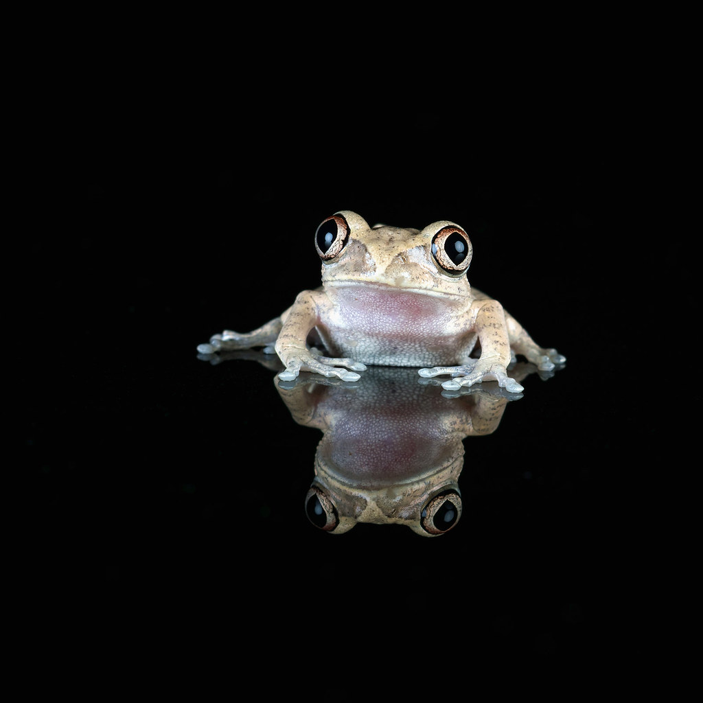 Preserving Frogs w/Alice Stroud