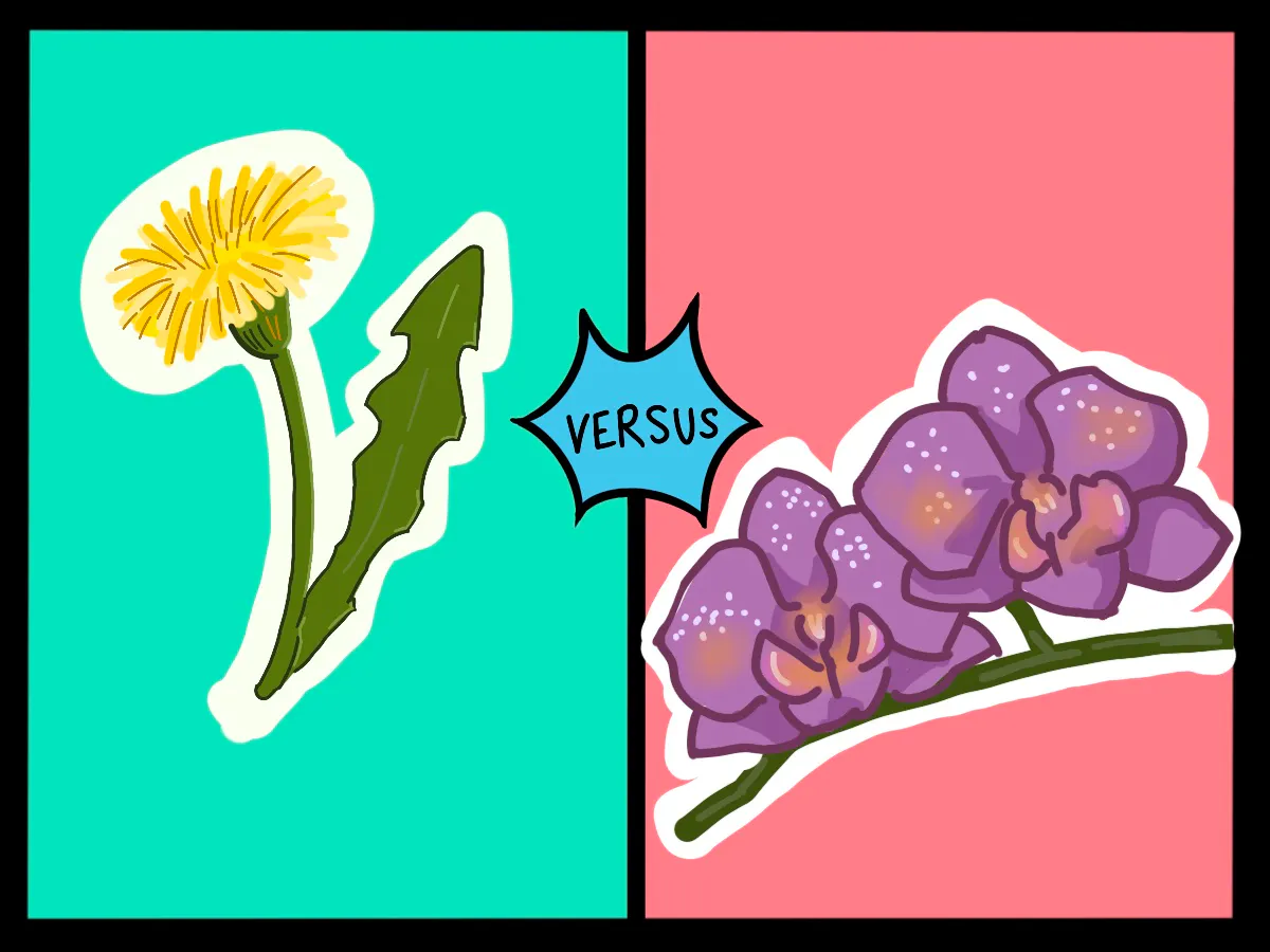 Dandelions vs Orchids Episode cover