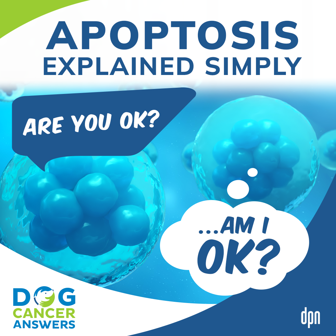 Apoptosis Explained Simply and Why It Matters in Dog Cancer | Amanda Kin, M.S. #227
