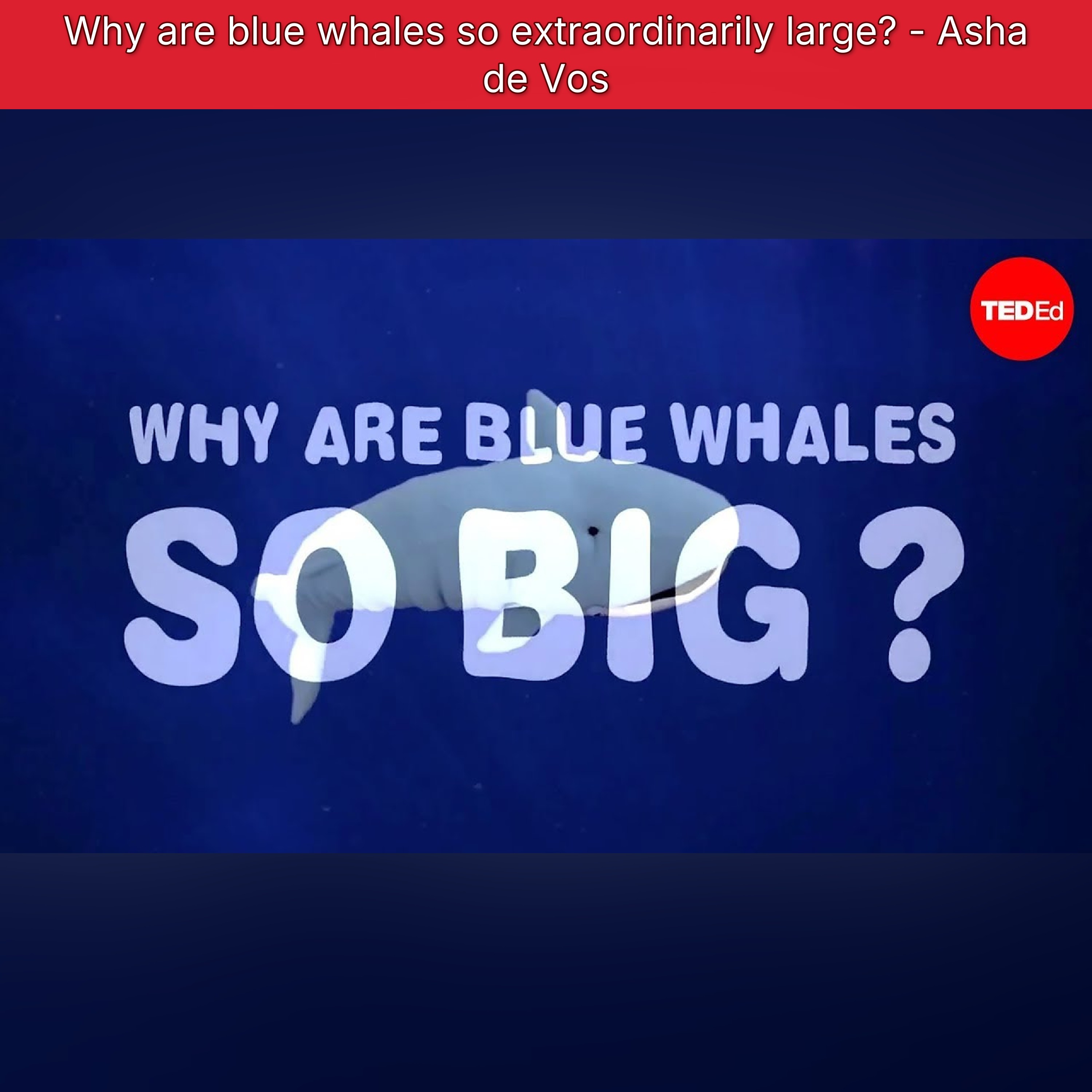 Why are blue whales so extraordinarily large? - Asha de Vos episode artwork