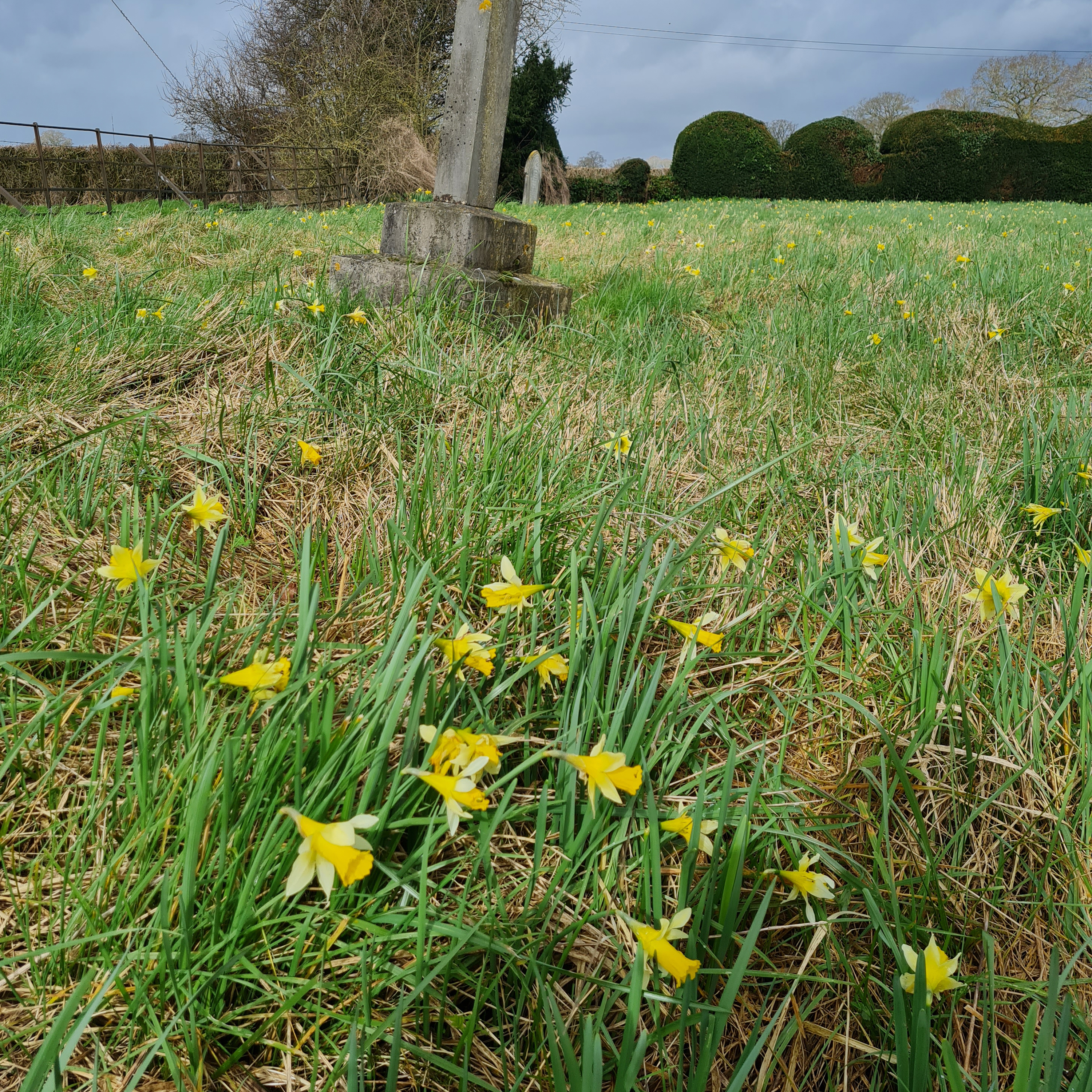 244. Enter the Golden Triangle in search of magical wild daffodils