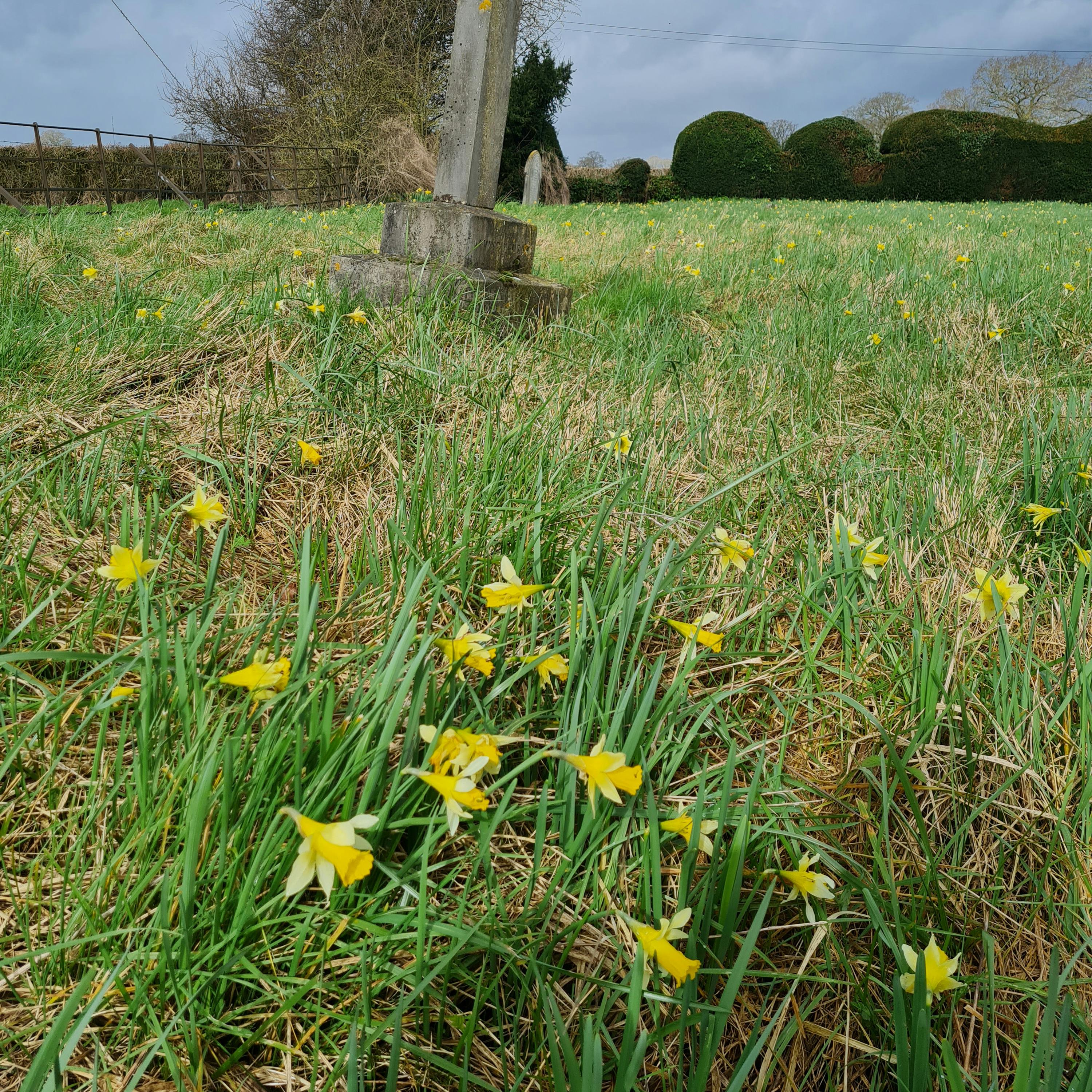 244. Enter the Golden Triangle in search of magical wild daffodils