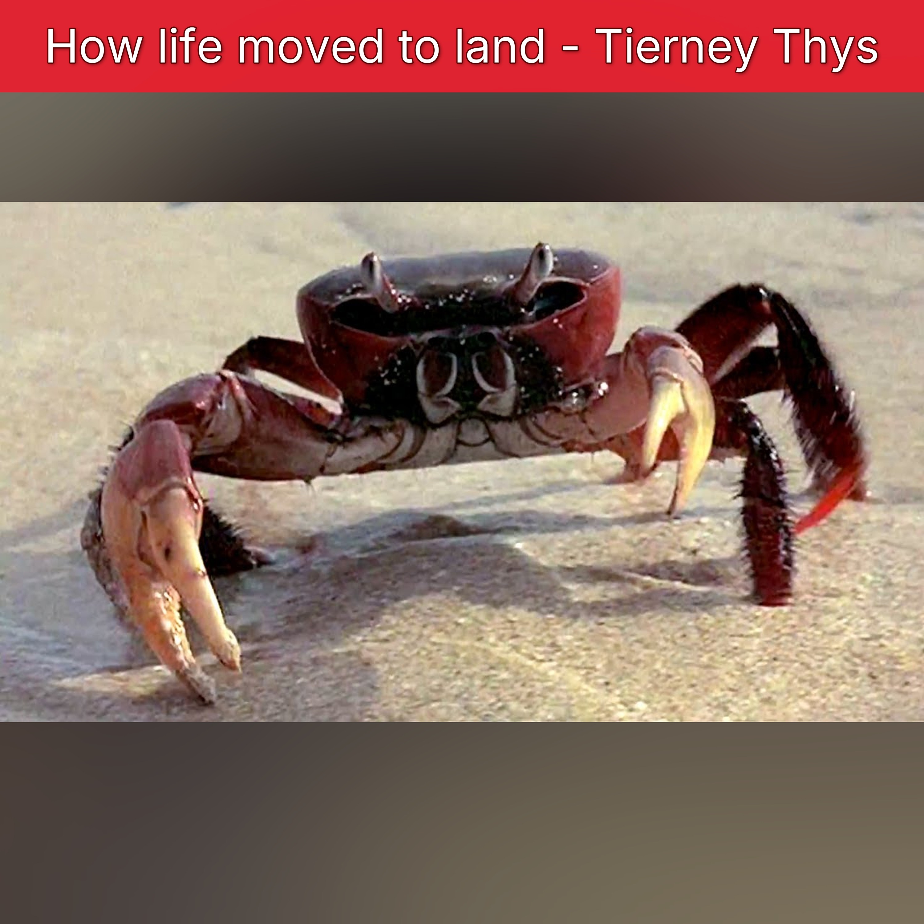 How life moved to land - Tierney Thys episode artwork