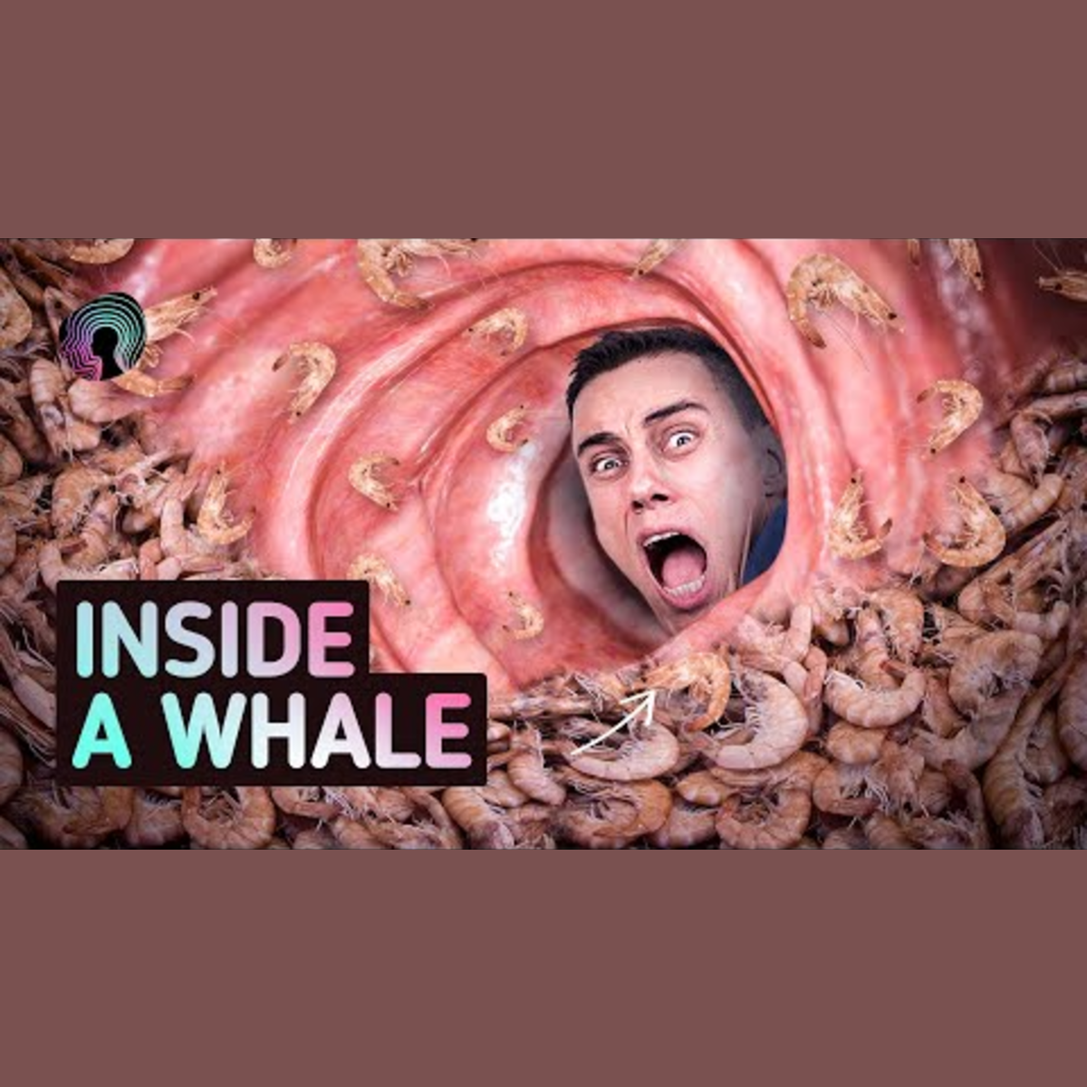Surviving a Whale Encounter: Is Escape Possible? episode artwork