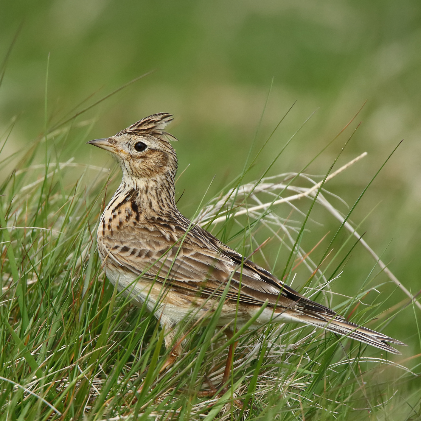 199. A quest for skylark song in the Cotswold Hills with James MacDonald Lockhart
