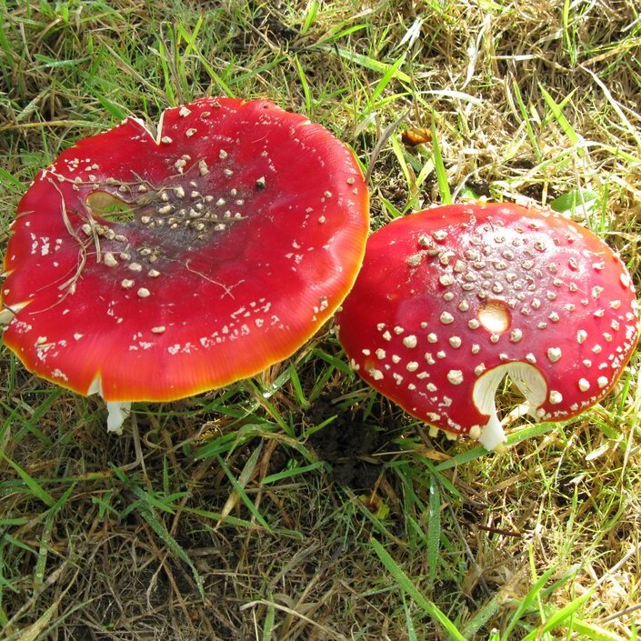 515 - The Plant Review: Waxcap Wonderlands, ancient apples, and your questions answered