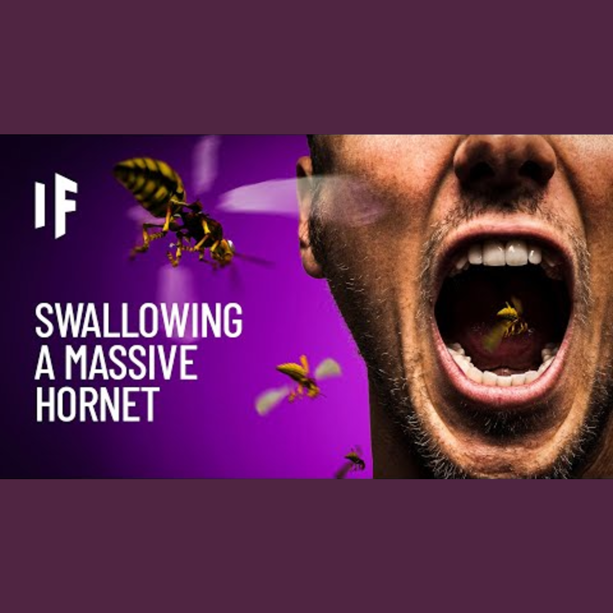 What Happens If You Swallow a Hornet? episode artwork
