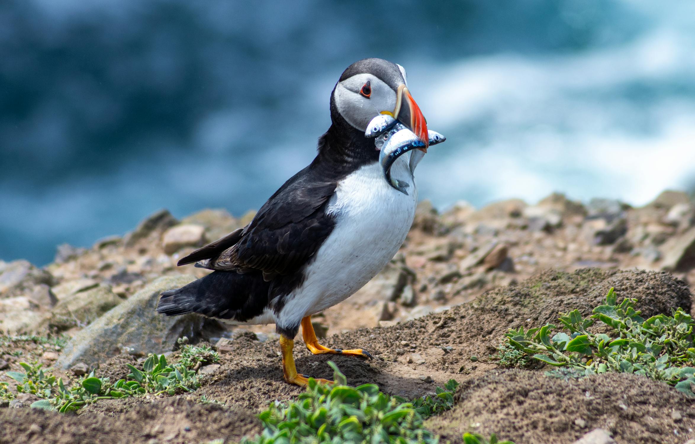 Puffins: Nature’s Clowns with a Purpose