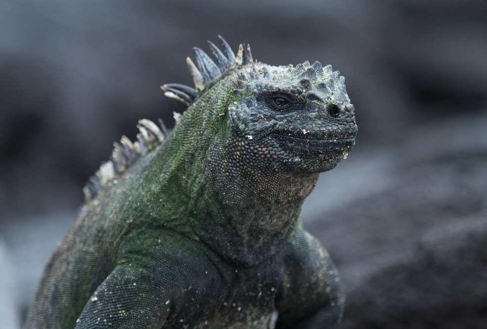 The Aquatic Marine Iguana