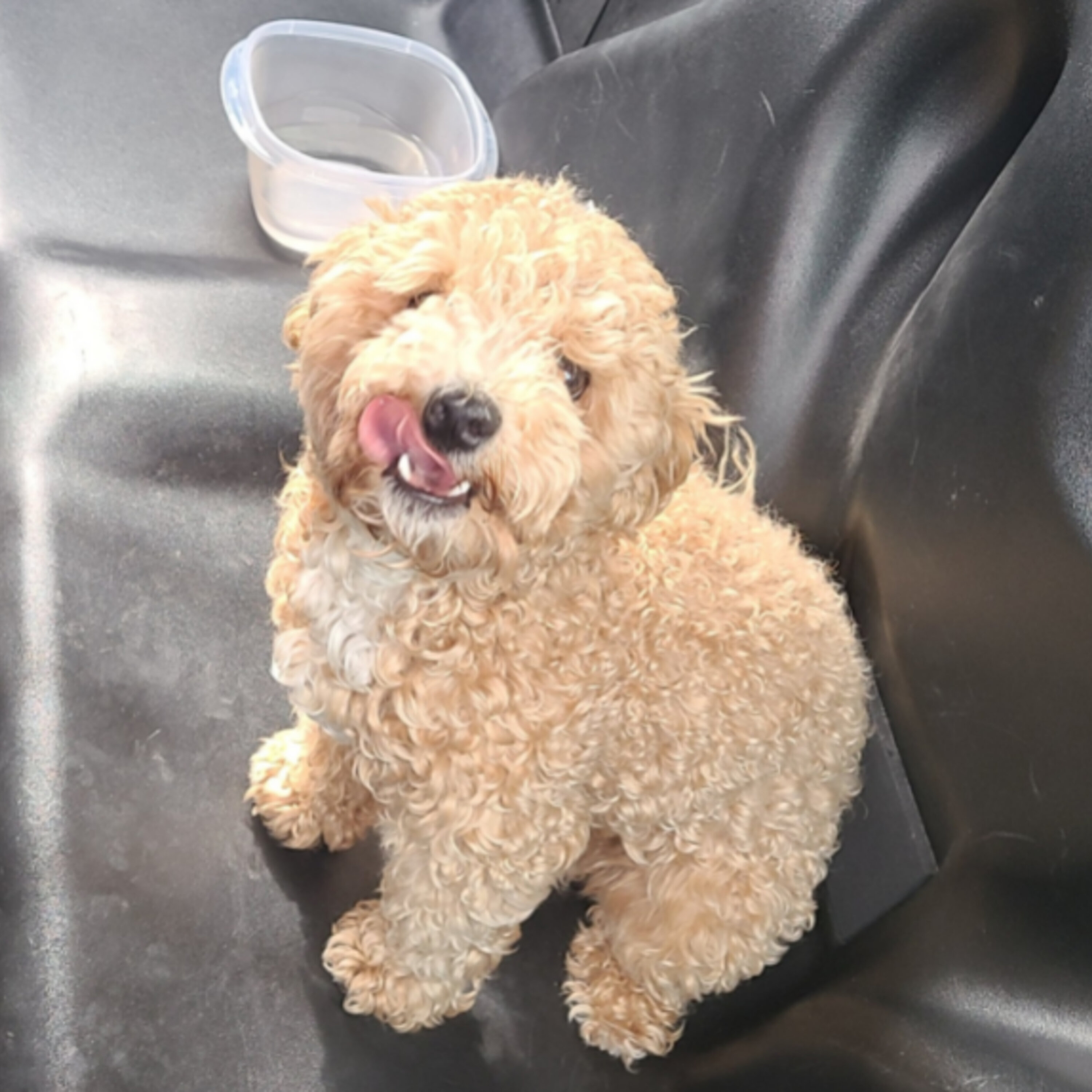 Don't Leave Your Dog In The Car