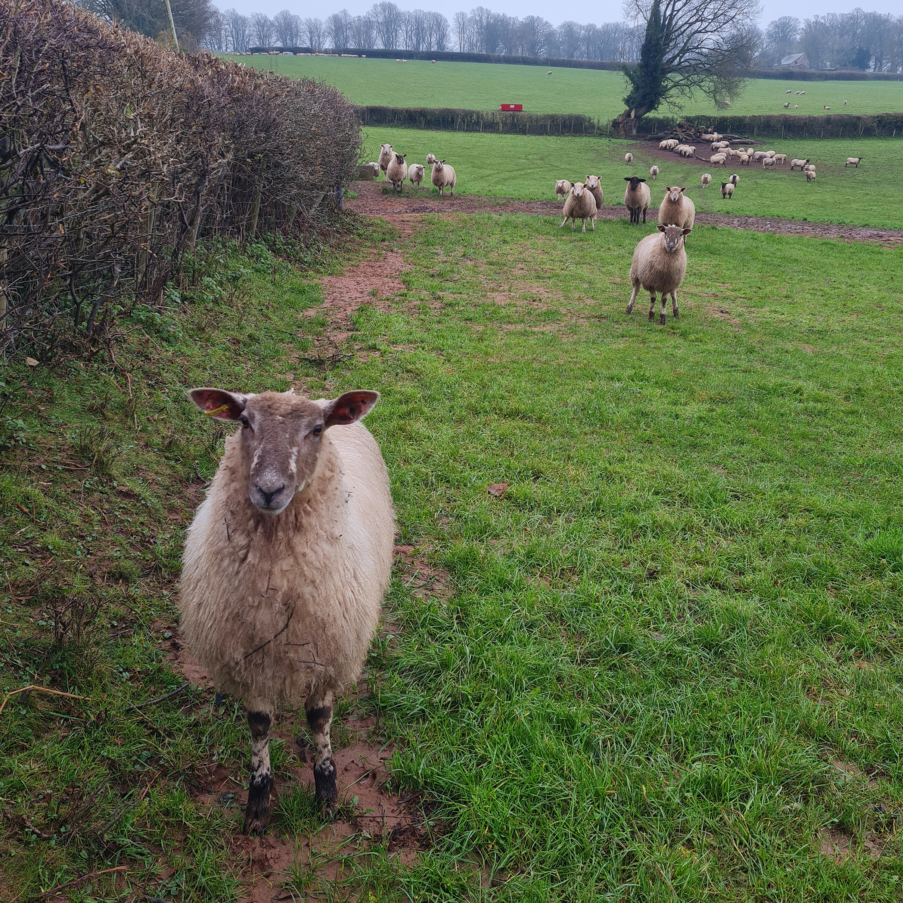 Sound Escape 201. Wander in a misty valley of ravens and sheep