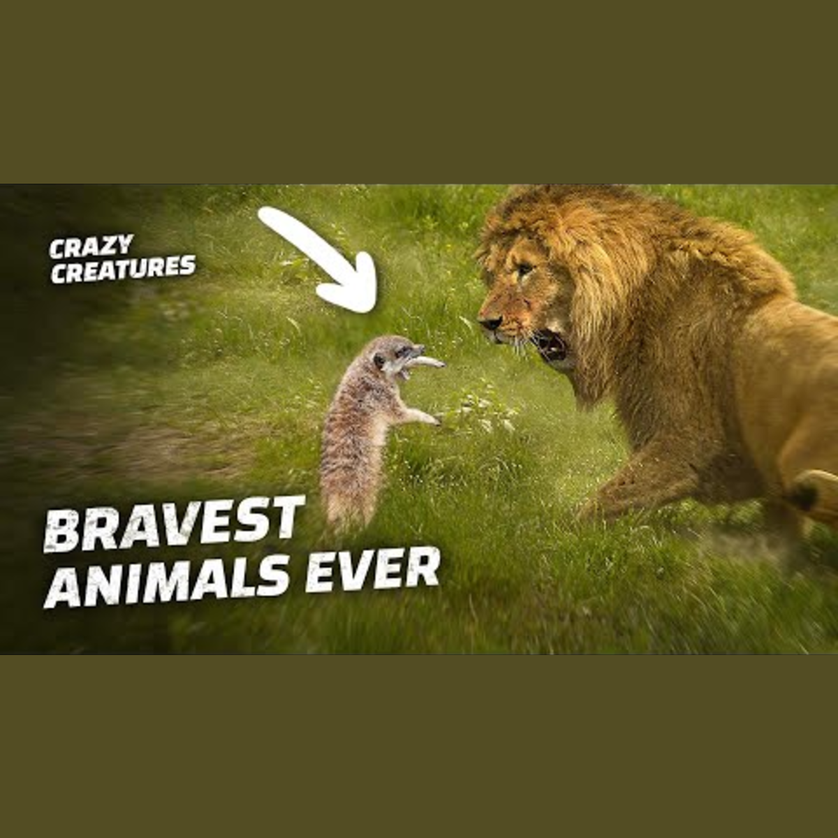 Discover the Fascinating World of Unique Animal Oddities episode artwork