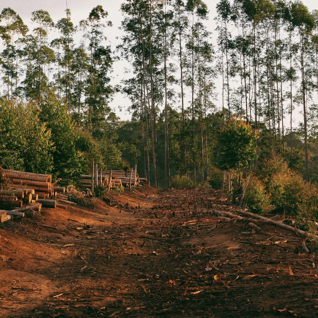 Quel avenir pour la forêt amazonienne ?