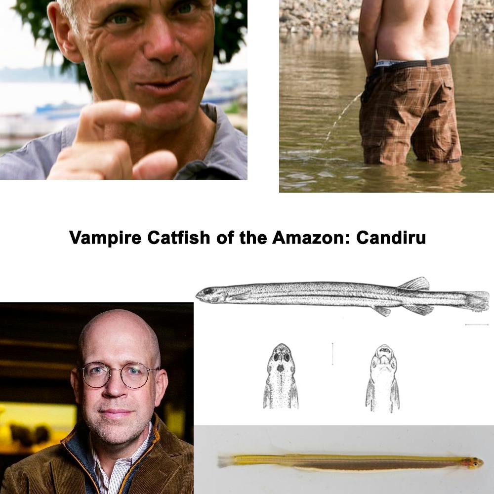 273 - The Bloodsucking Catfish - Candiru (Explicit)
