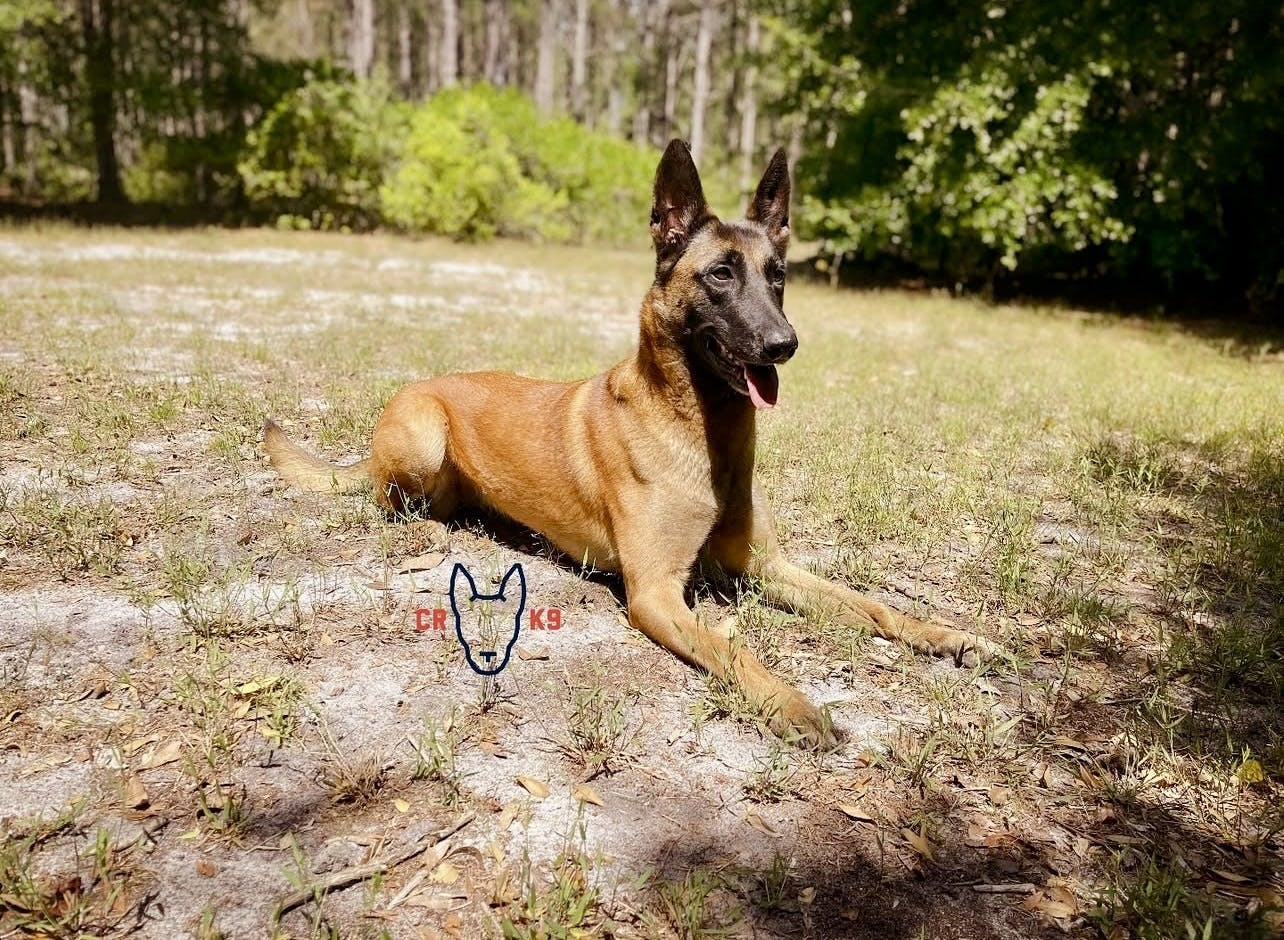 E 249. Spending "leadership capital" with dog training E 249. Spending "leadership capital" with dog training