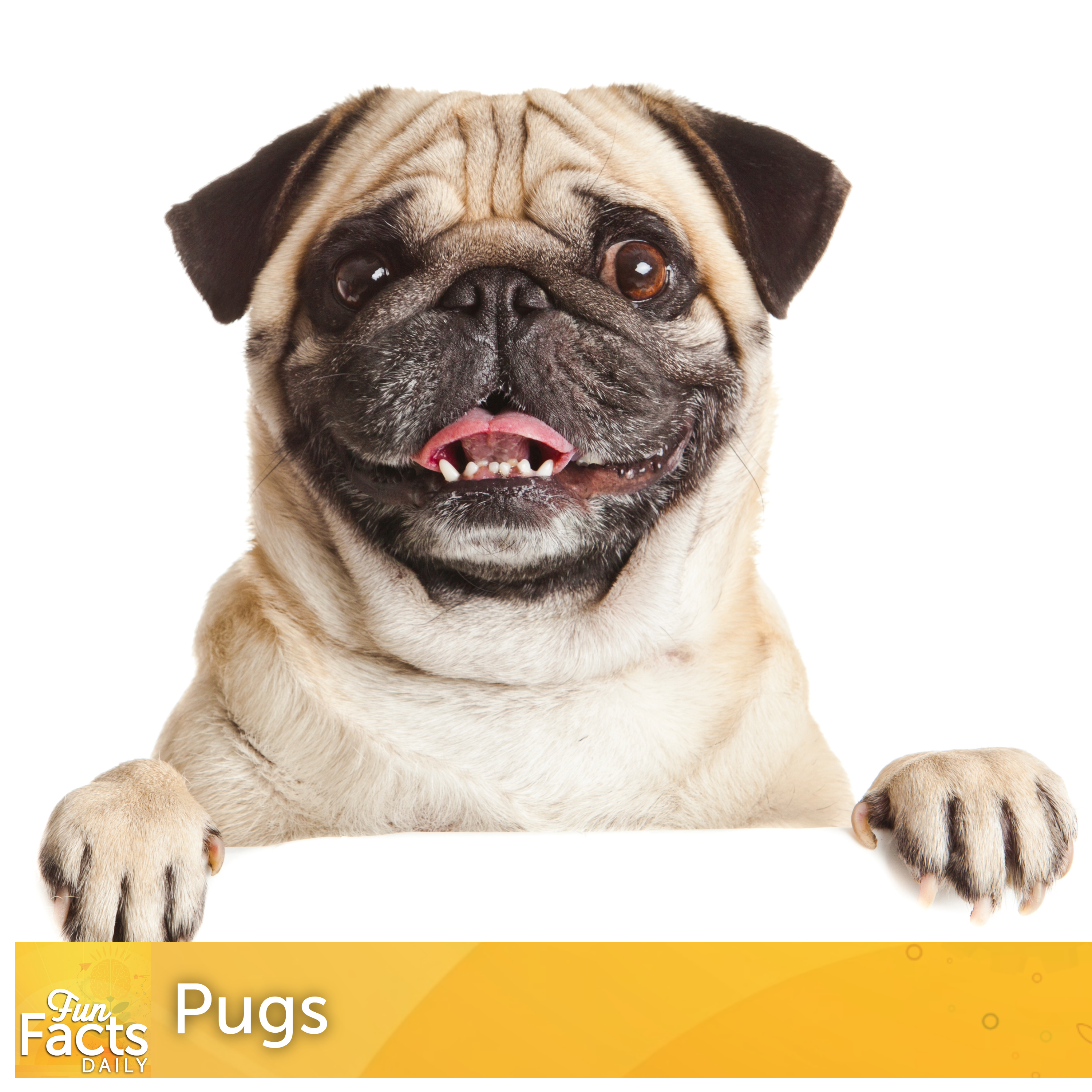 Fun Facts About Pugs