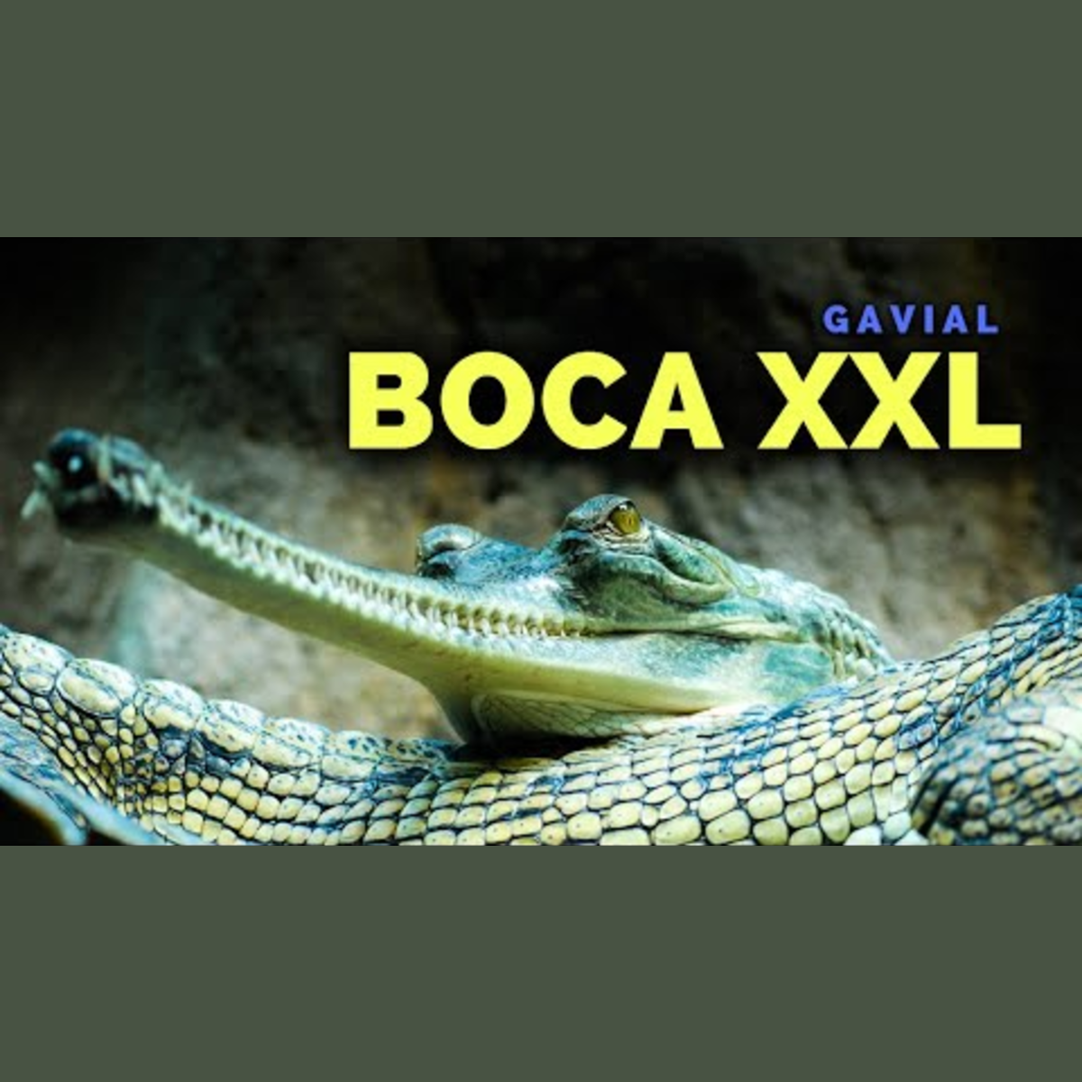 Animalogic En Español