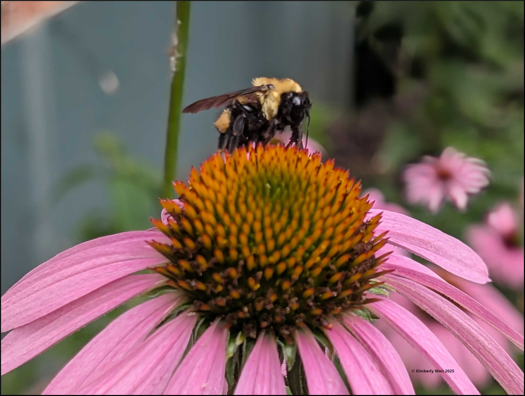 Buzzkill: What’s Really Threatening Our Bees