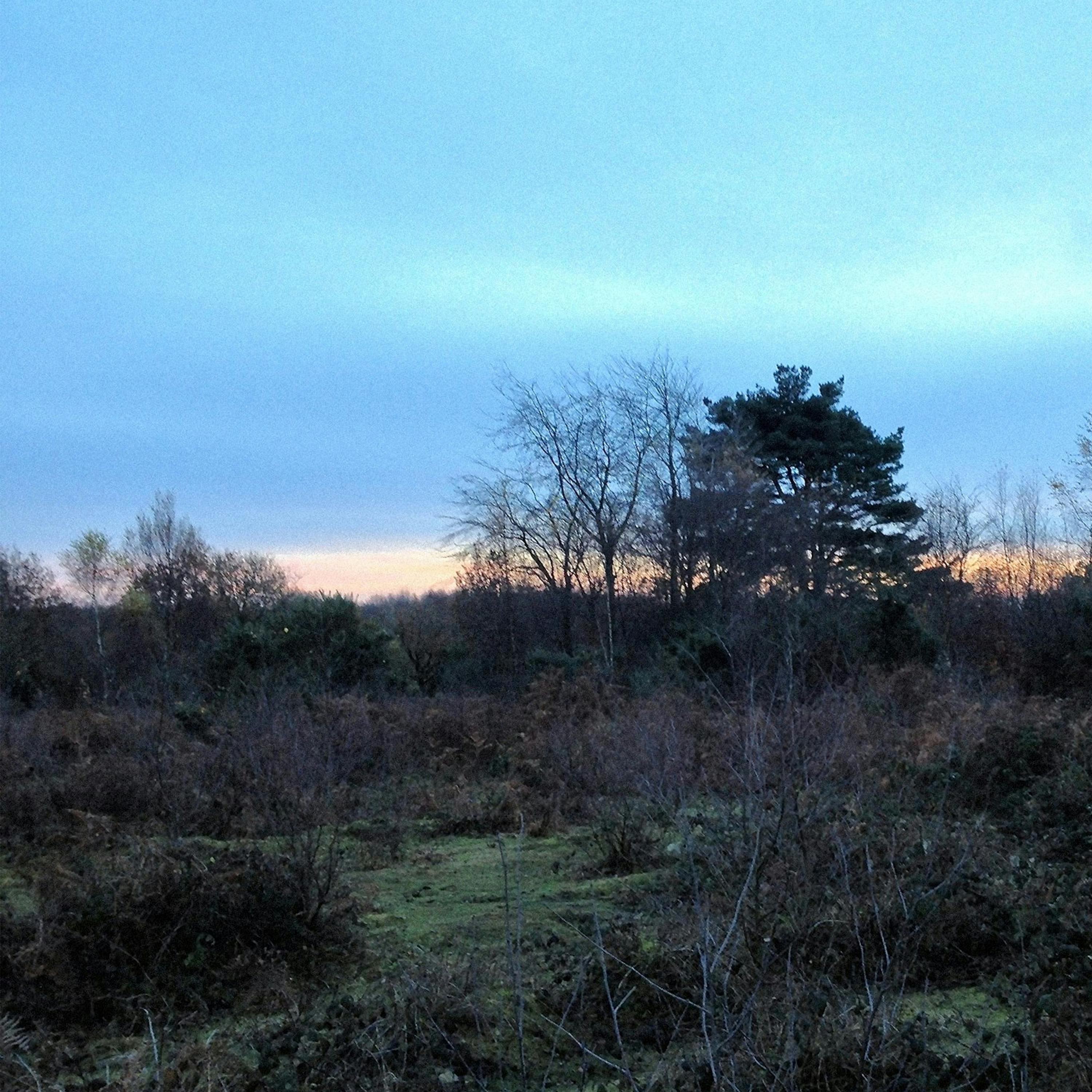 Sound Escape 167. Relax to the dusk chorus of birdsong deep in the Forest of Dean