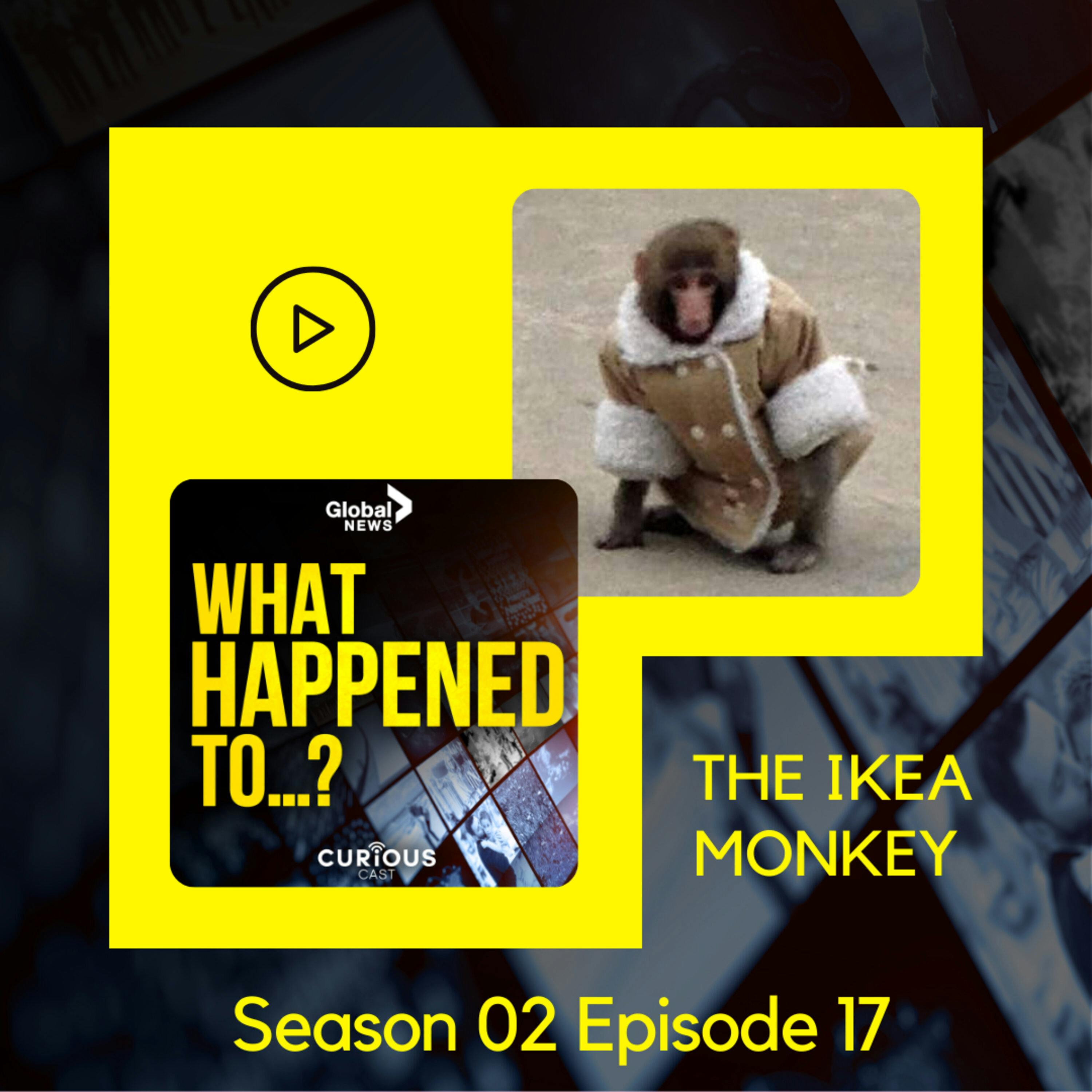 The IKEA Monkey  | 10